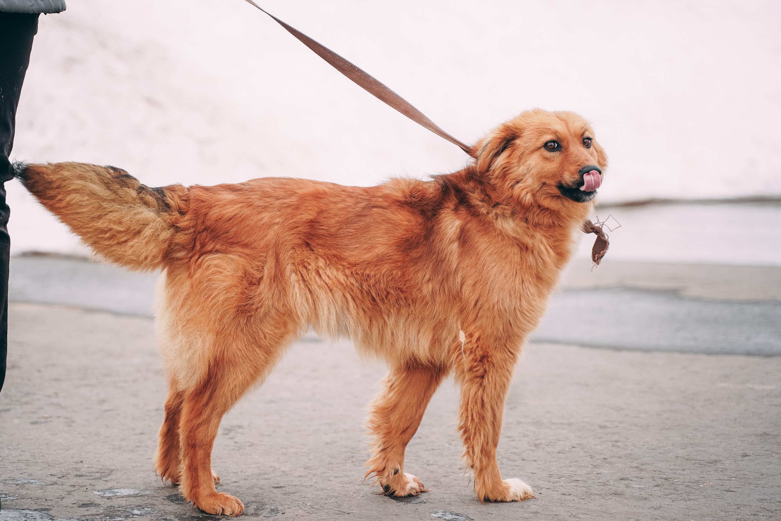 Съемка для благотворительного фонда «Дог 24». Фотограф-анималист, портретный фотограф в Чебоксарах Мария Садыкова