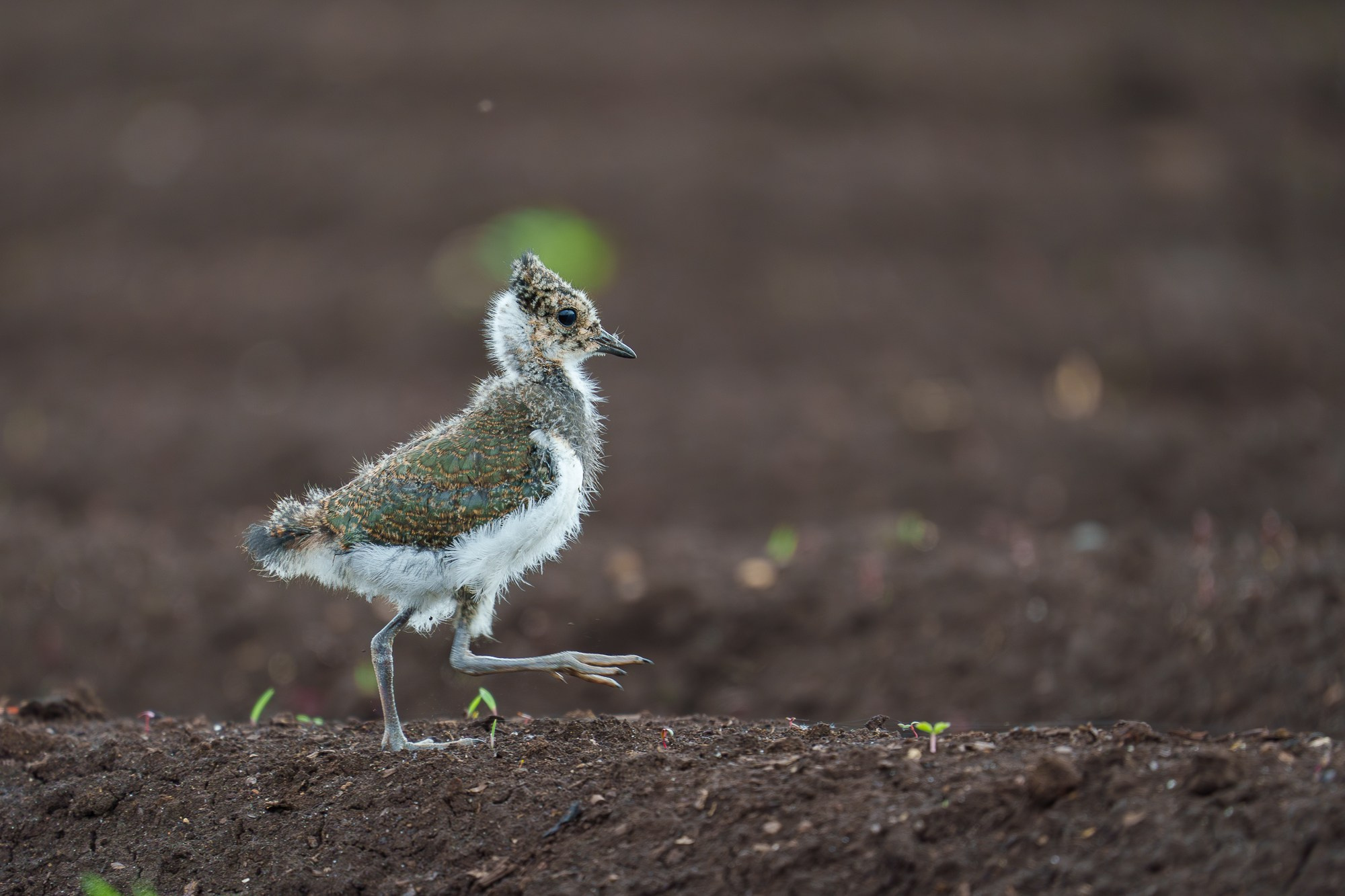 Удивительные мир птиц. Вокруг нас столько прекрасного — присмотритесь!. Ваш личный фотограф Марина Волкова