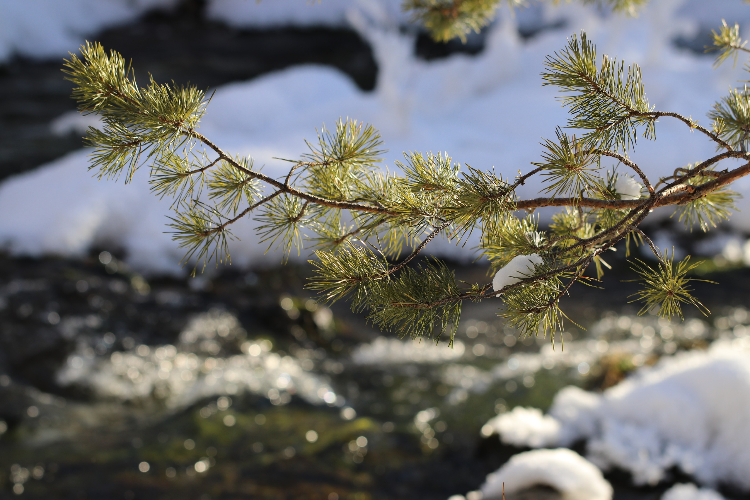 Аршан. Январь 2022. Путешественник-фотограф из Санкт-Петербурга Татьяна Свистулина
