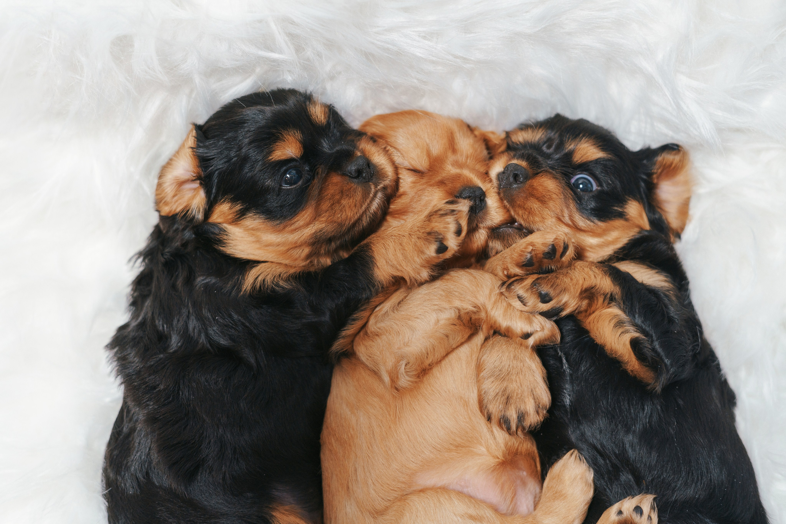 ККЧС. Фотограф анималист Осипчикова Мария