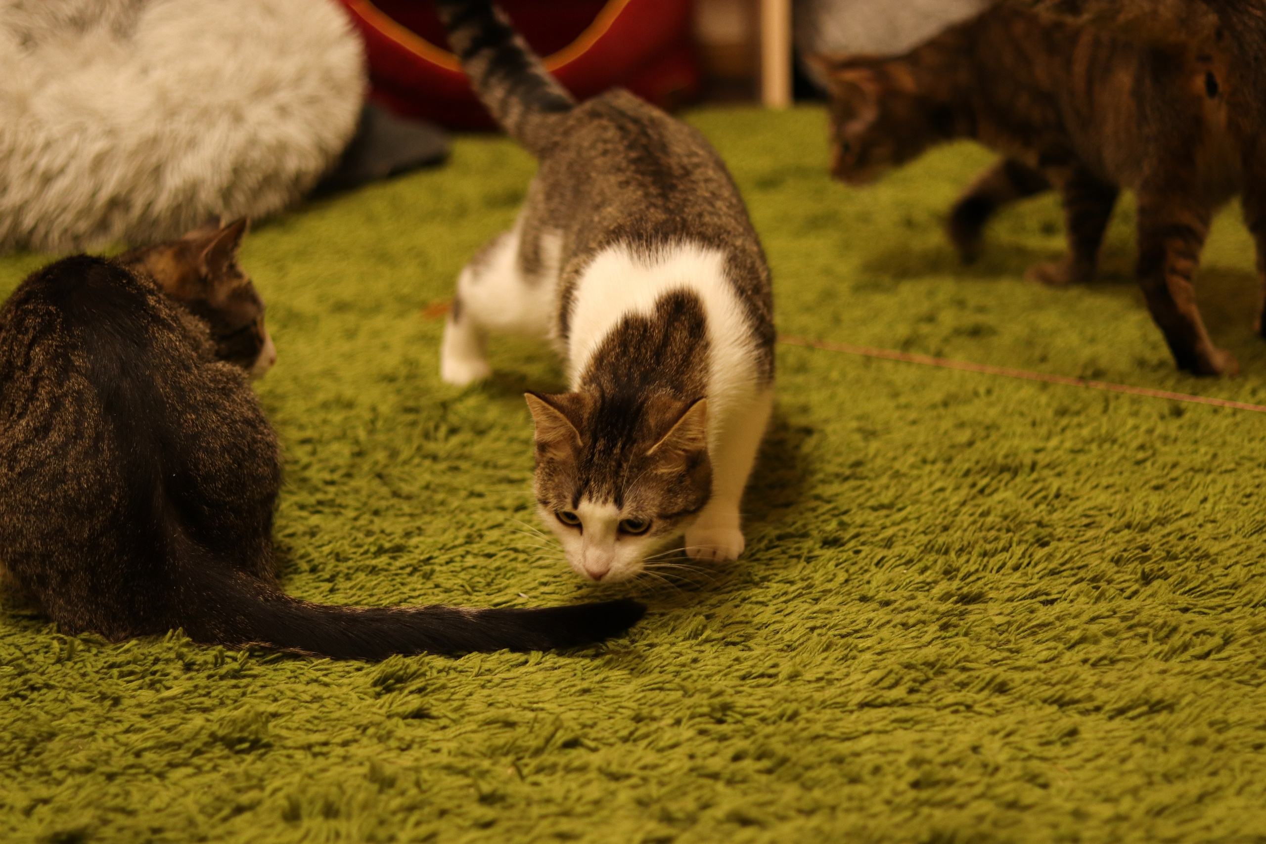 Петербургский дом кота (27 июня 2024). Ивентный фотограф в Санкт-Петербурге Олег Комков