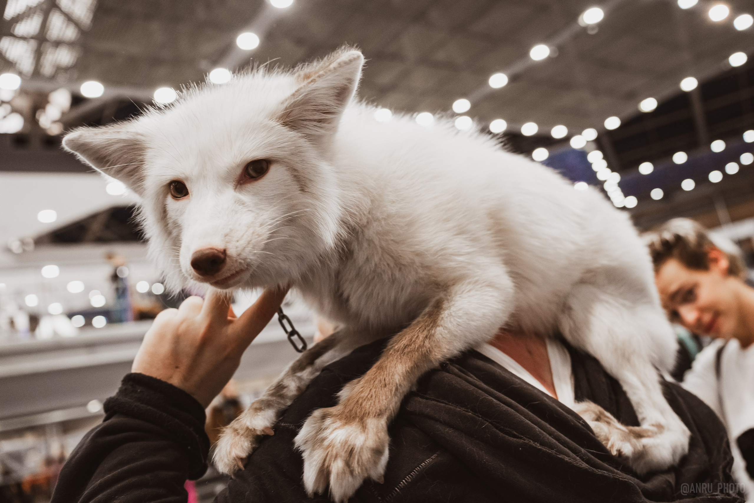 Fox Family fest. Репортажный фотограф Анастасия Рубцова