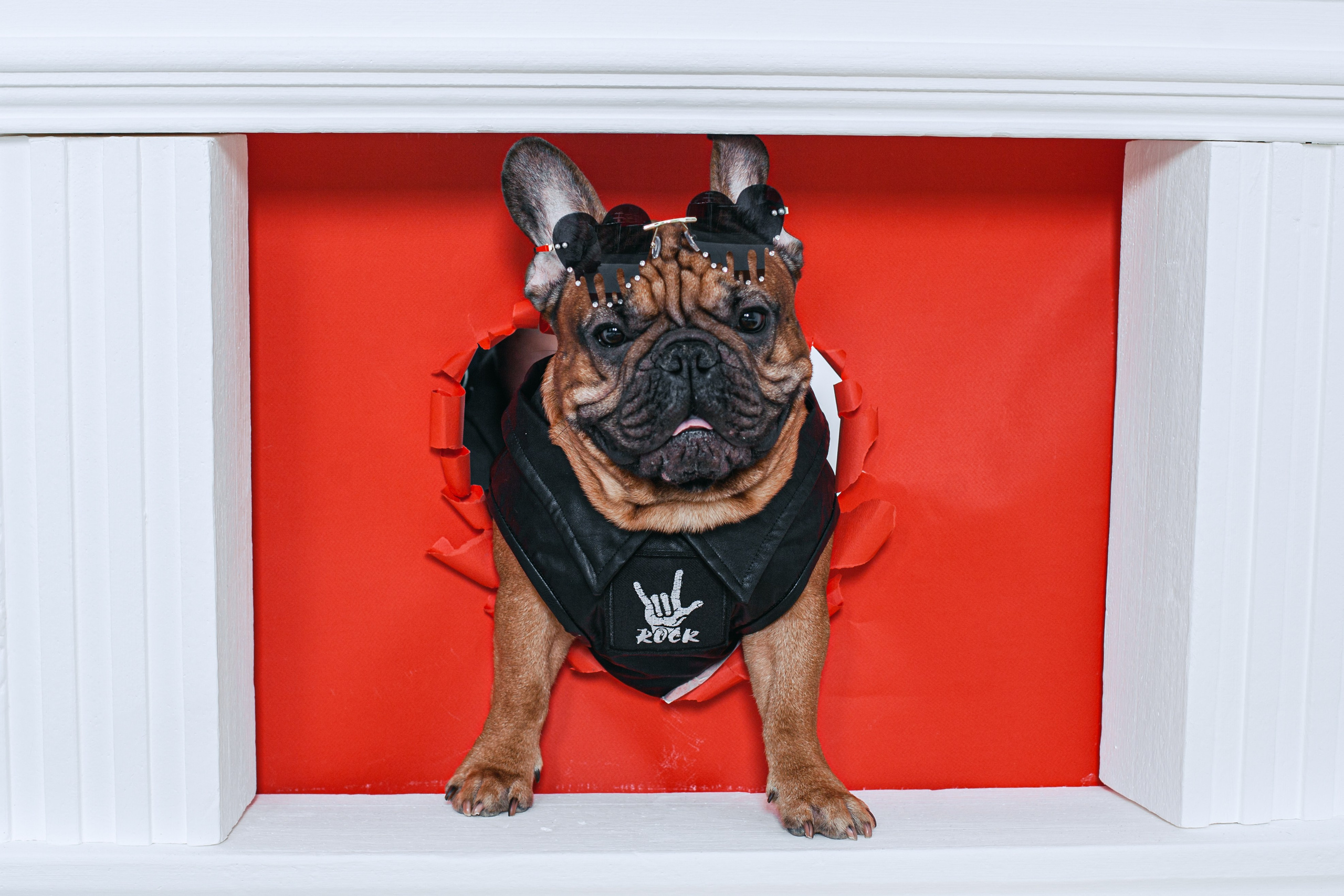 Пижамная вечеринка французских бульдогов и их хозяев. Фотограф-анималист Татьяна Степанова