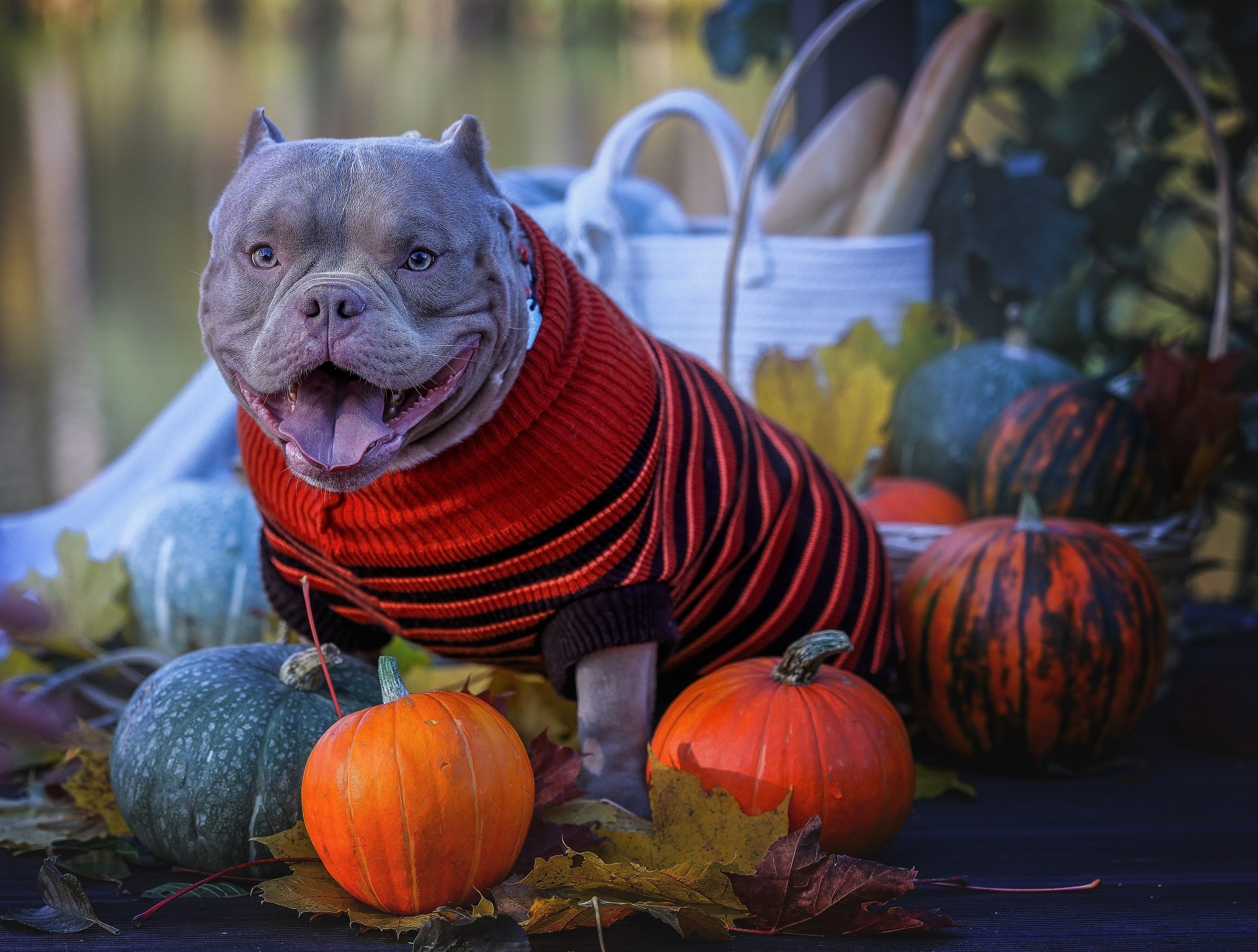 Прогулки. Главная