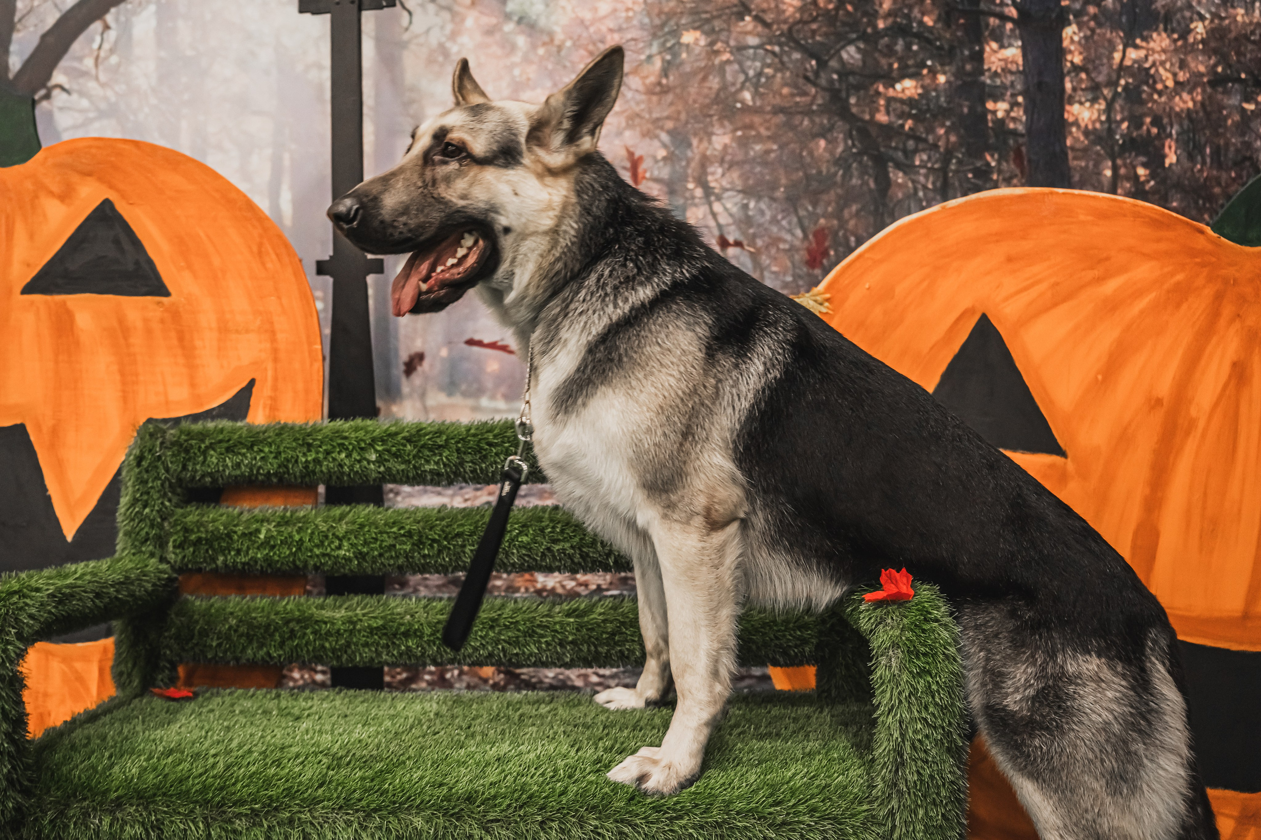 Международная выставка собак всех пород. Репортажный фотограф Анастасия Рубцова