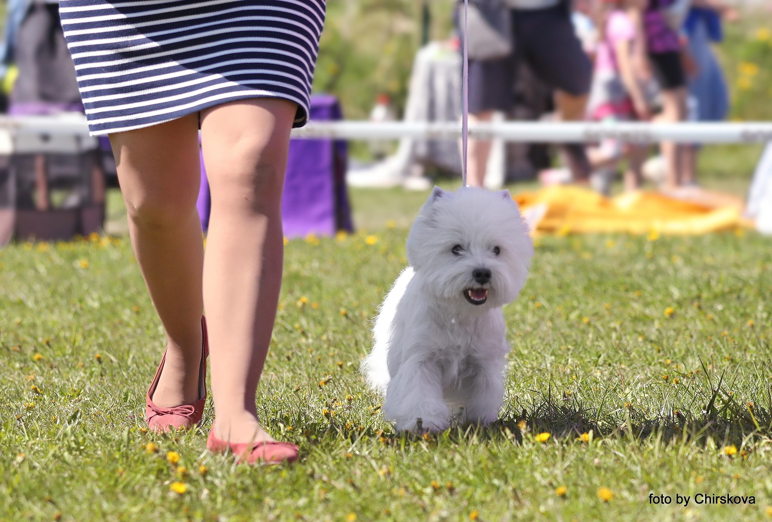 Фотографии собак и щенков питомника. Питомник собак породы вест хайленд вайт терьер в Москве