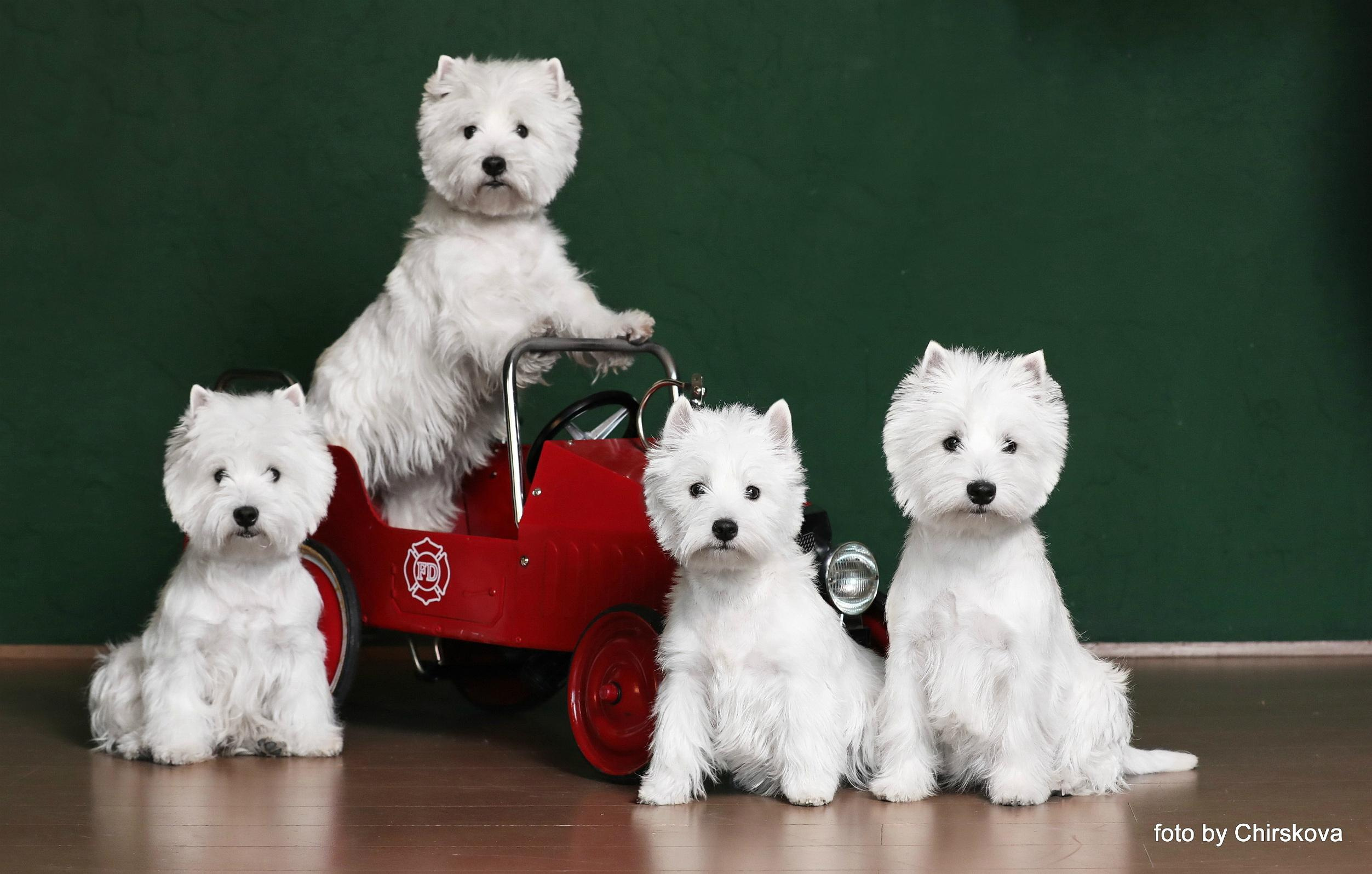 Фотографии собак и щенков питомника. Питомник собак породы вест хайленд вайт терьер в Москве
