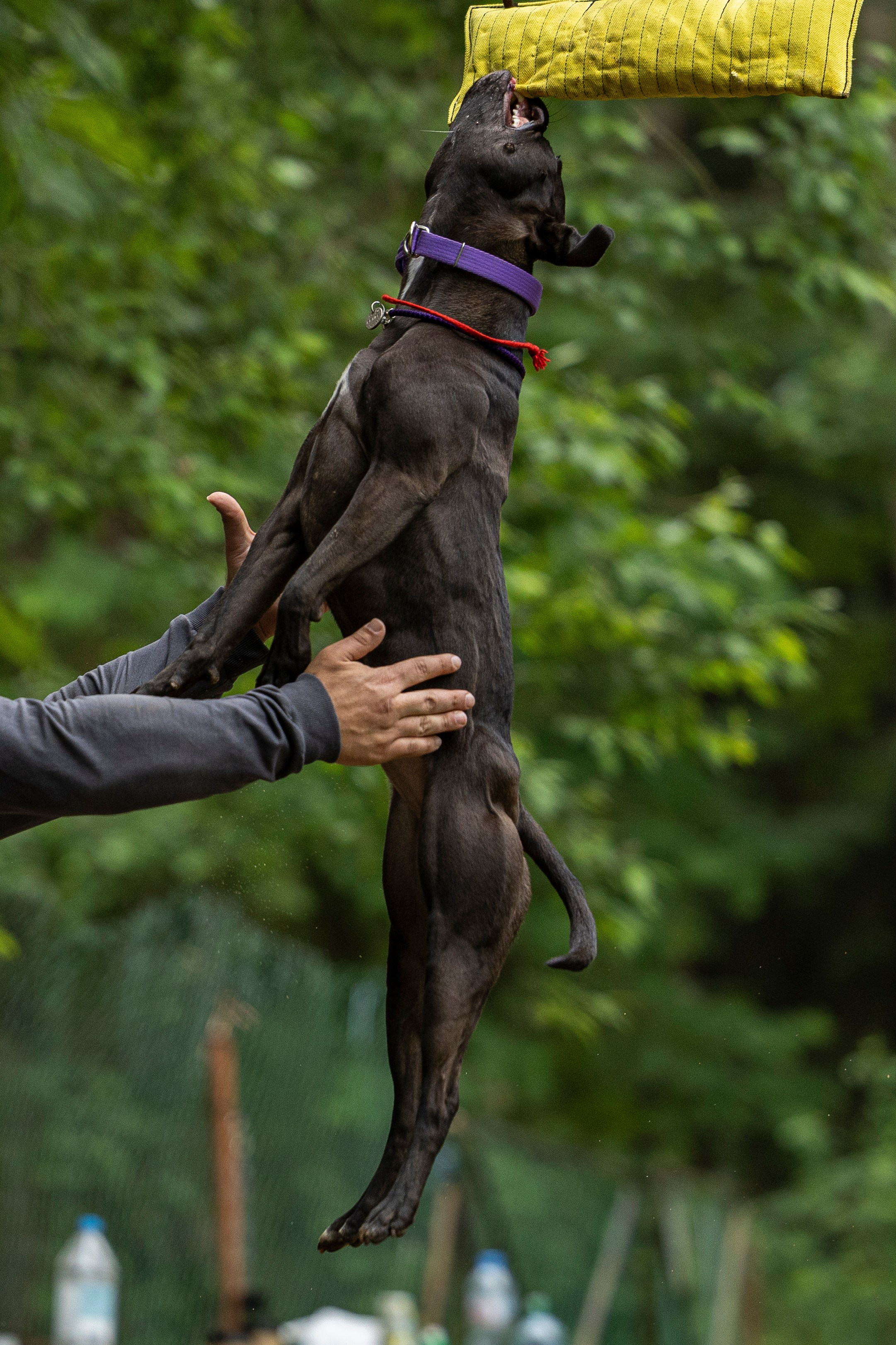 Пит-стафф многоборье. Фотограф-анималист Анна Маринич