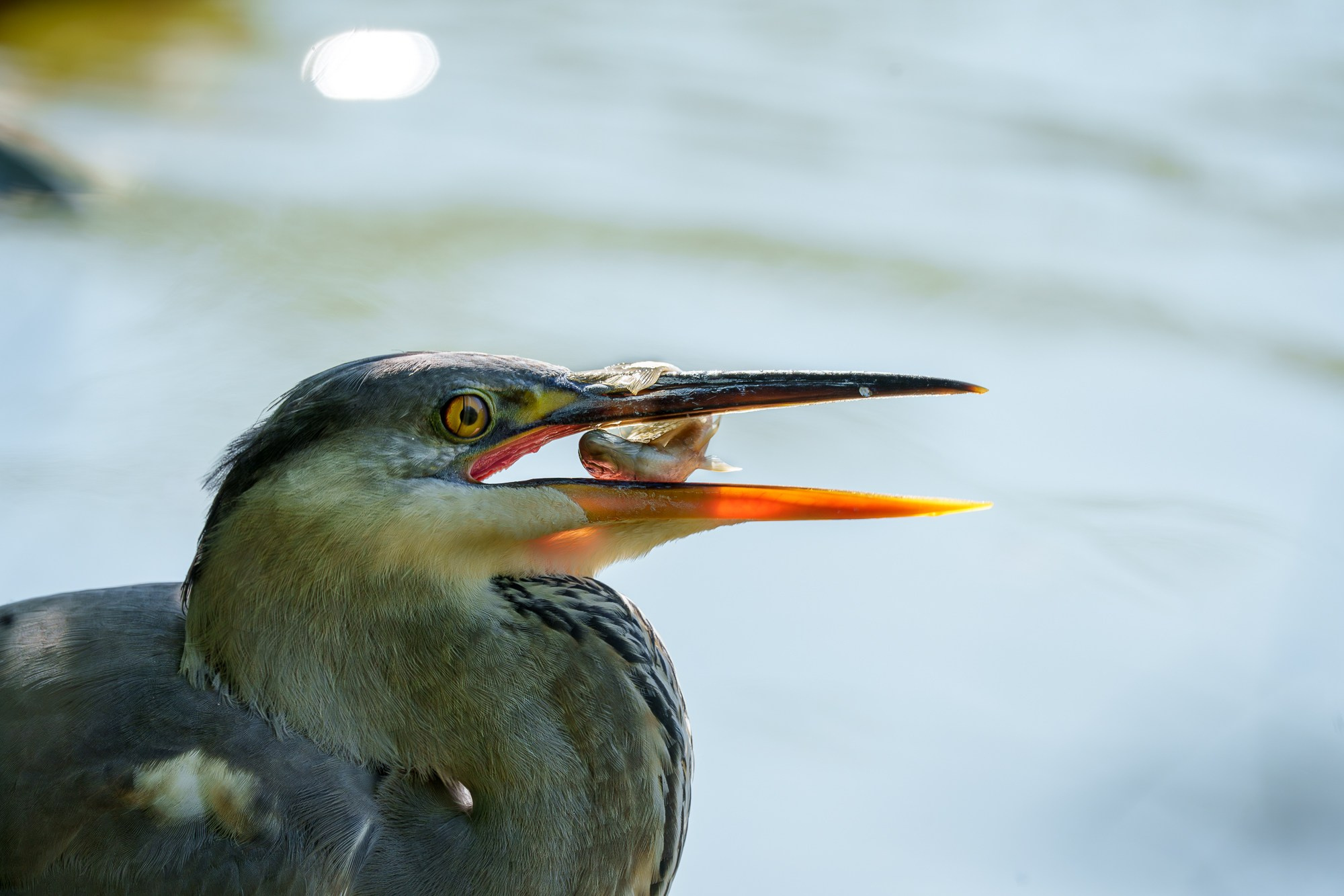 Удивительные мир птиц. Вокруг нас столько прекрасного — присмотритесь!. Ваш личный фотограф Марина Волкова
