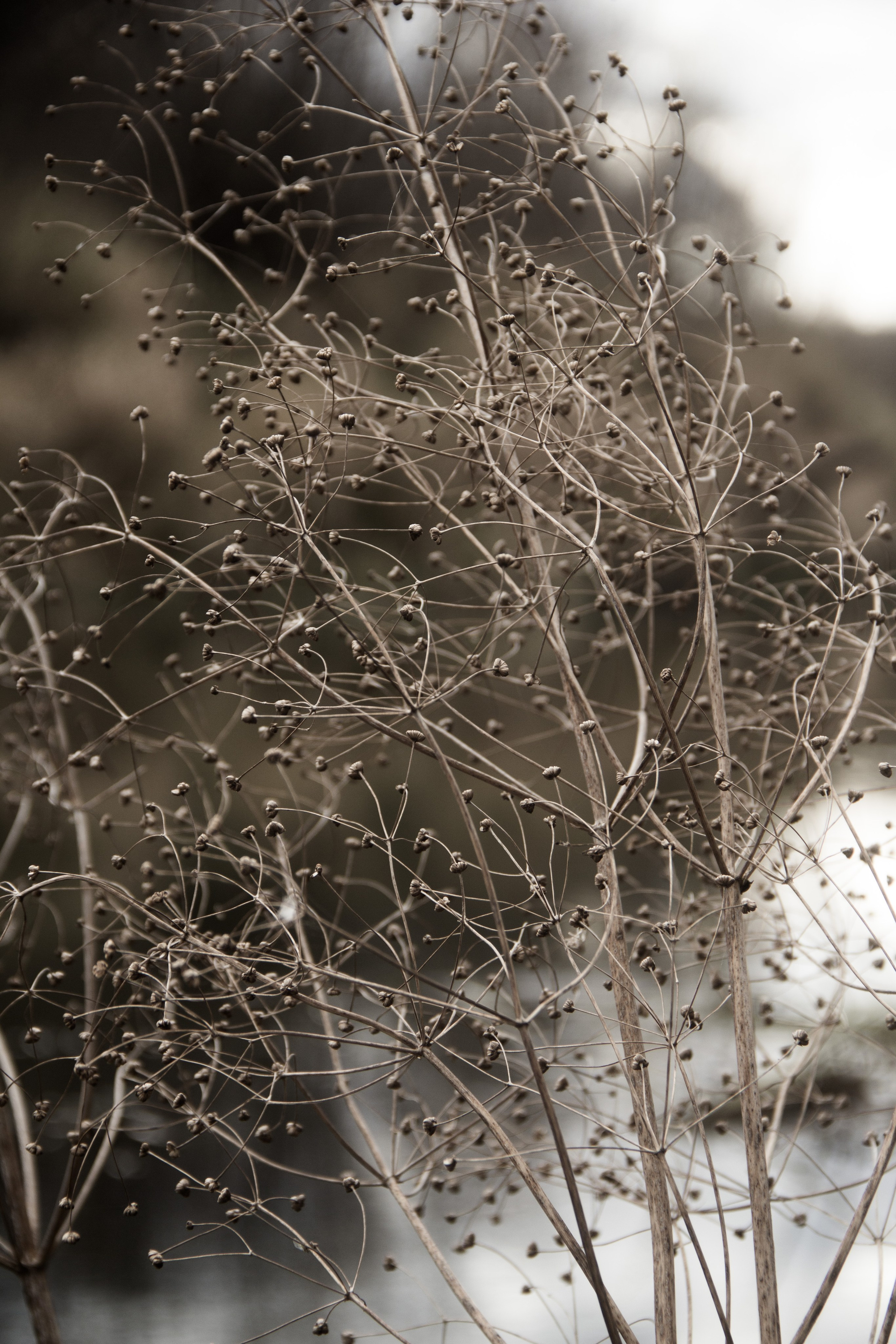 Природа/Животные