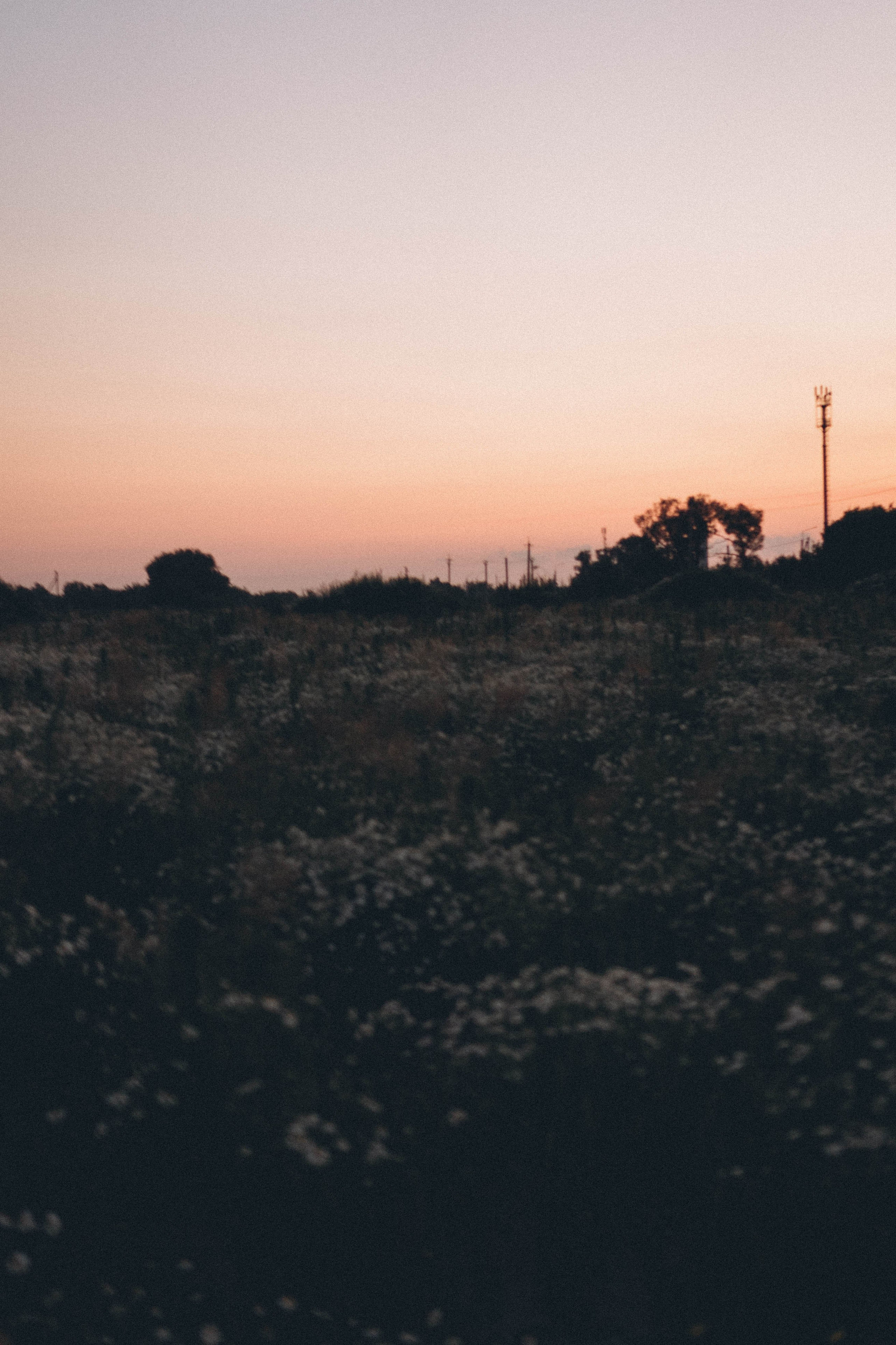 Ромашковое поле. Профессиональный фотограф, Санкт-Петербург — Виктория Богомолова