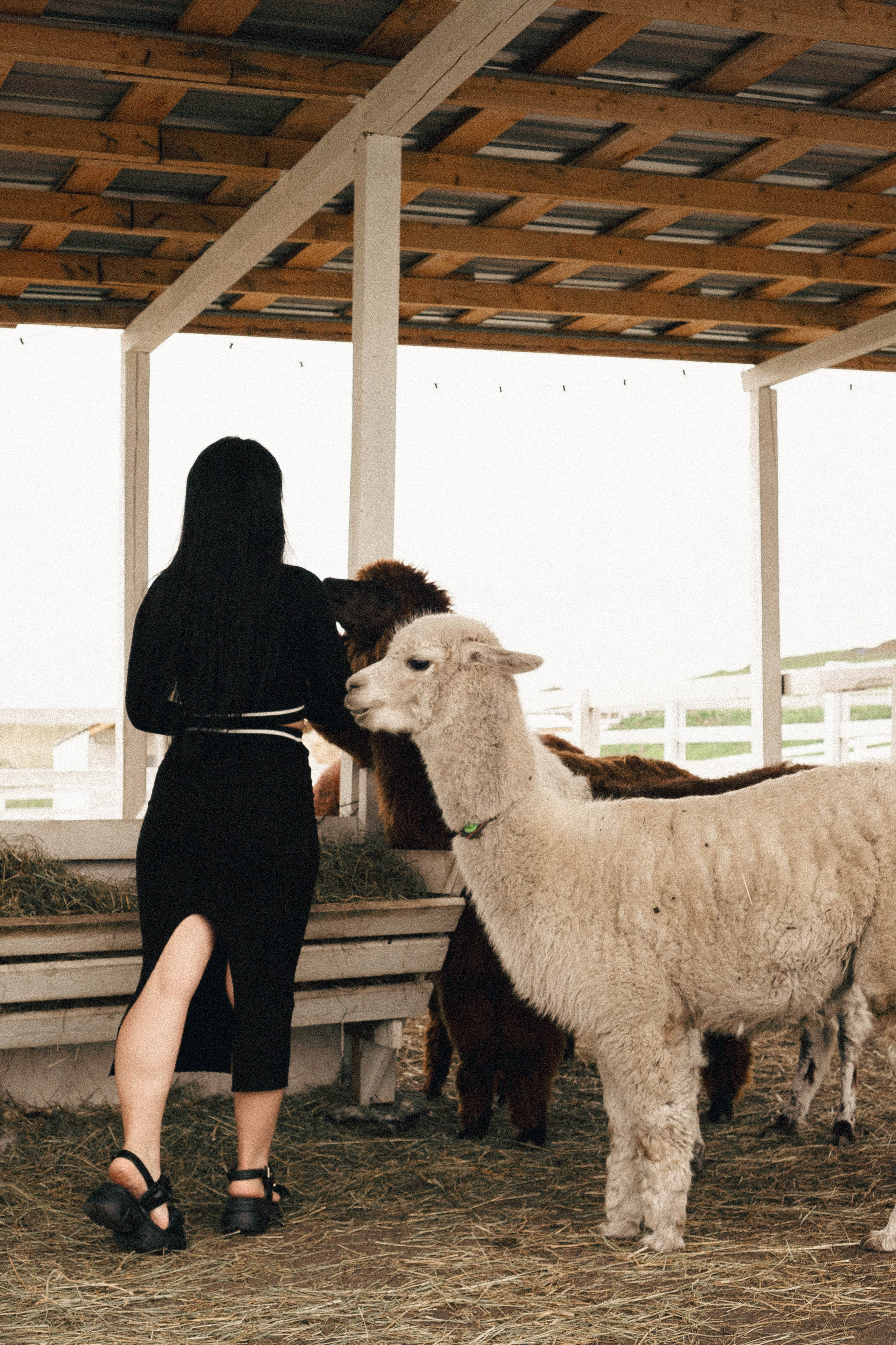 Ферма Альпак. Профессиональный фотограф, Санкт-Петербург — Виктория Богомолова