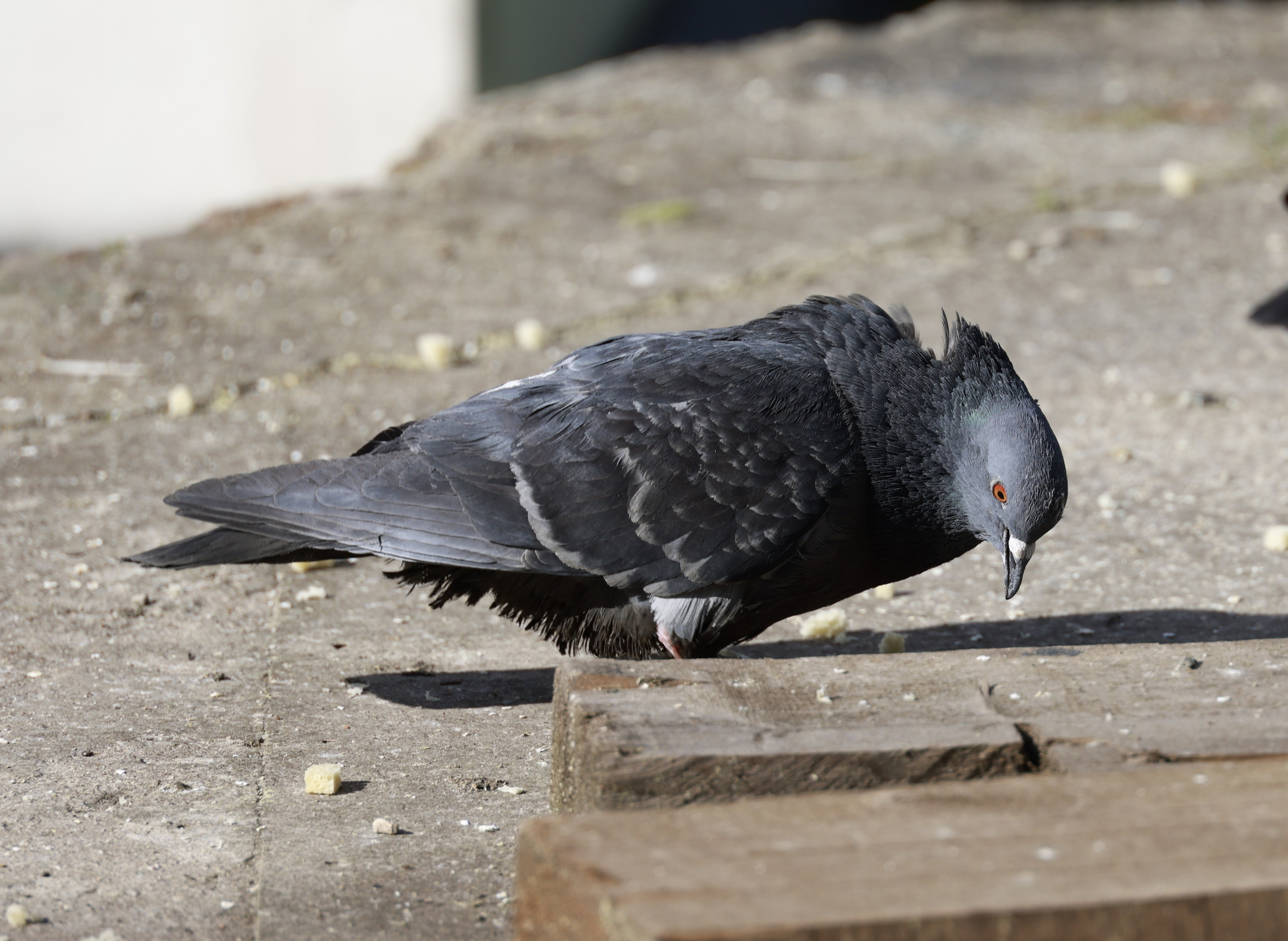 Голуби. Фотохудожник BID