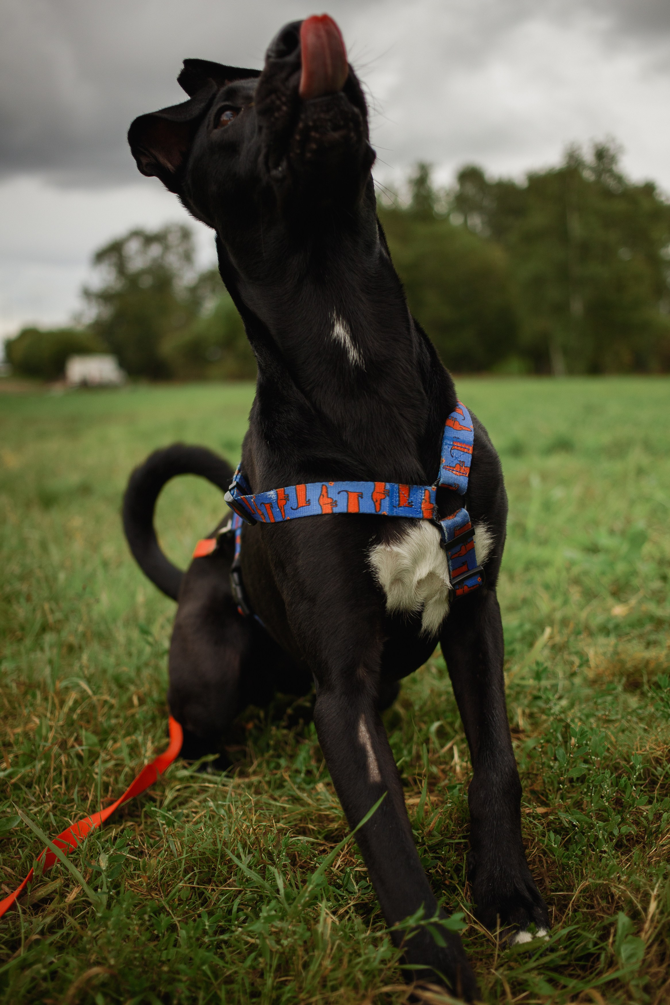 Отис ищет дом. Портретный фотограф в Санкт-Петербурге Катя Протасевич