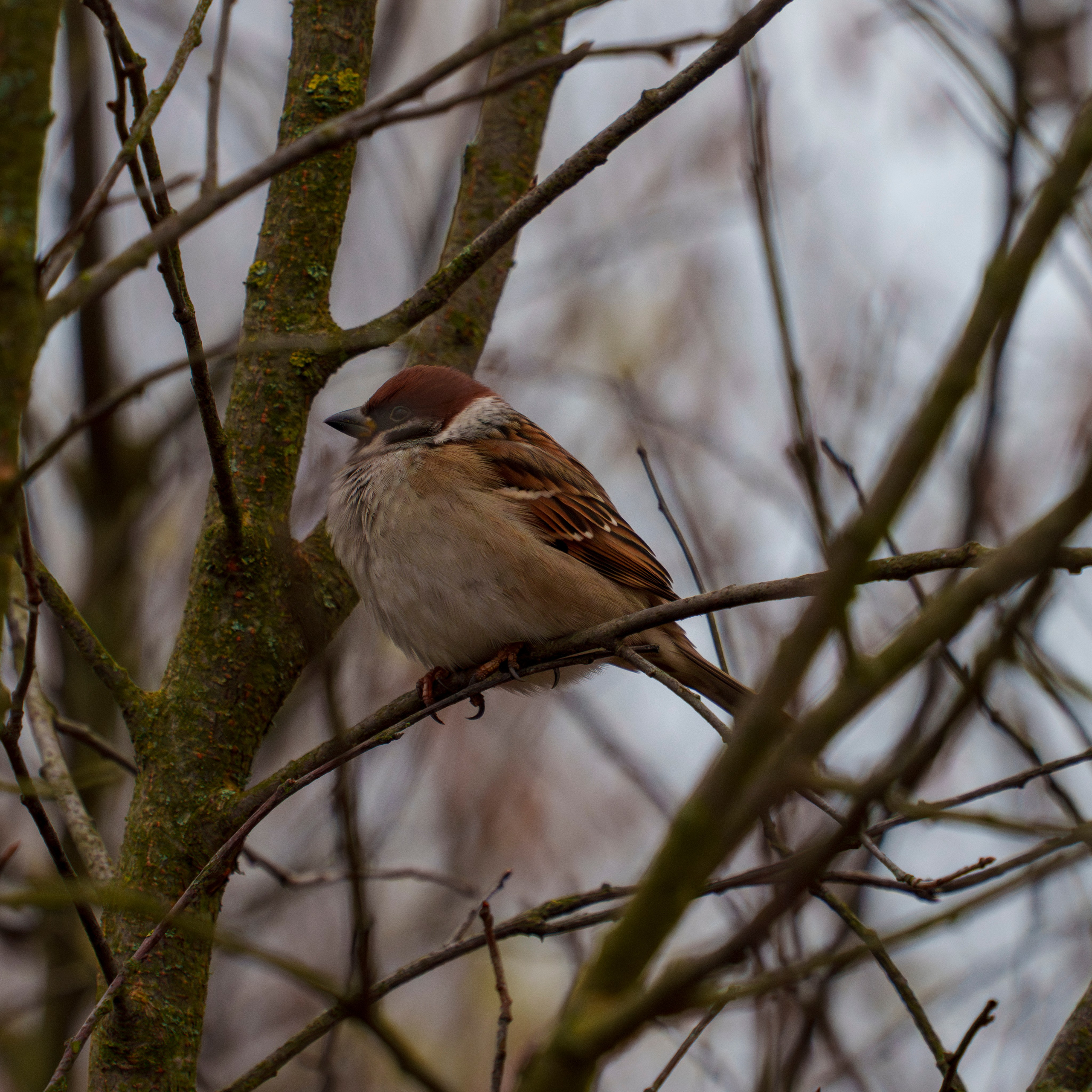 Animals — Животные