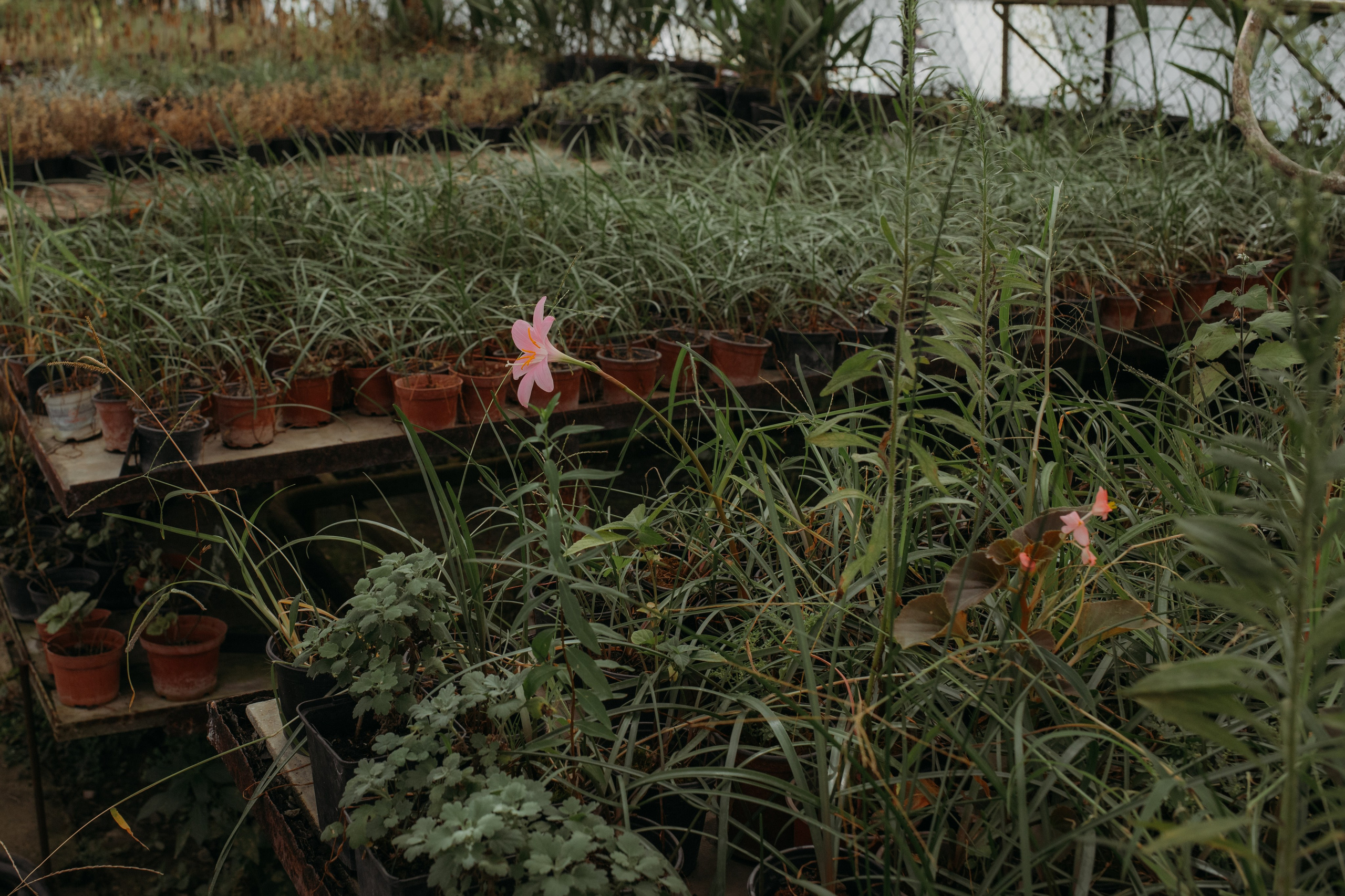 Оранжерея. Репортажный фотограф в Сочи Екатерина Вежливцева