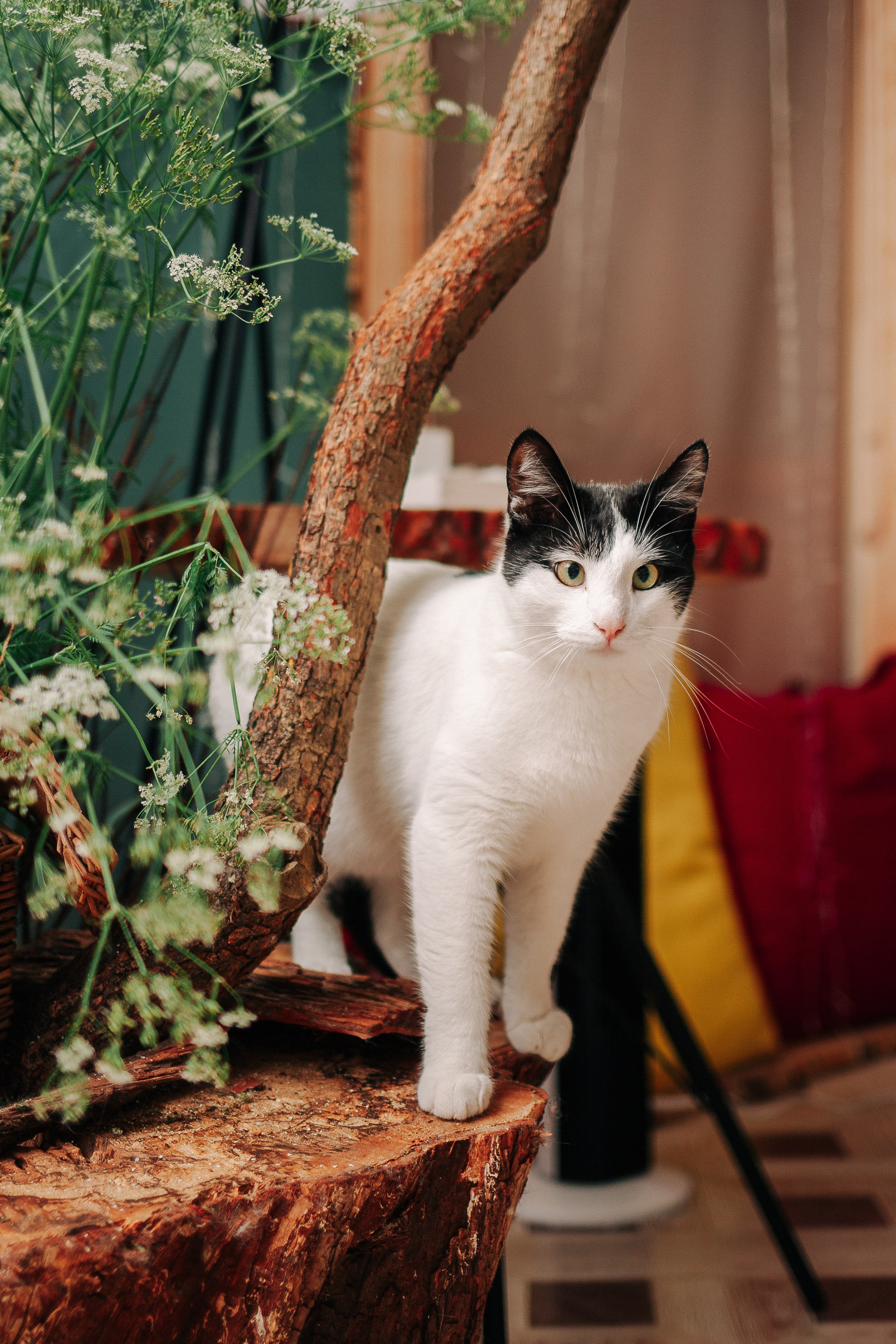 Котокафе Тушино