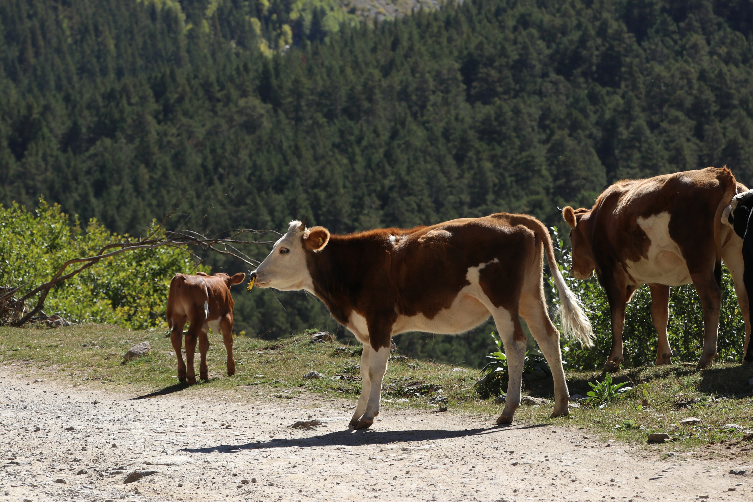 Приэльбрусье. Сентябрь 2023. Путешественник-фотограф из Санкт-Петербурга Татьяна Свистулина