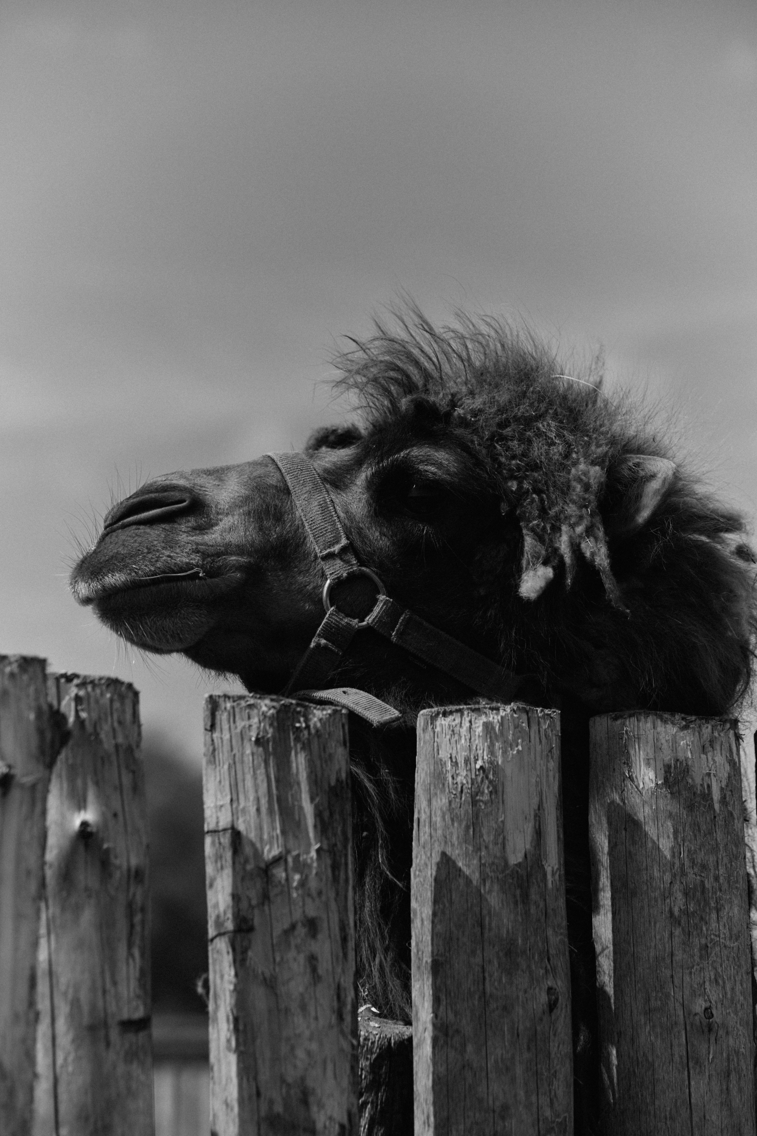 BAON x Кудыкина Гора. Фотограф Сурков Никита