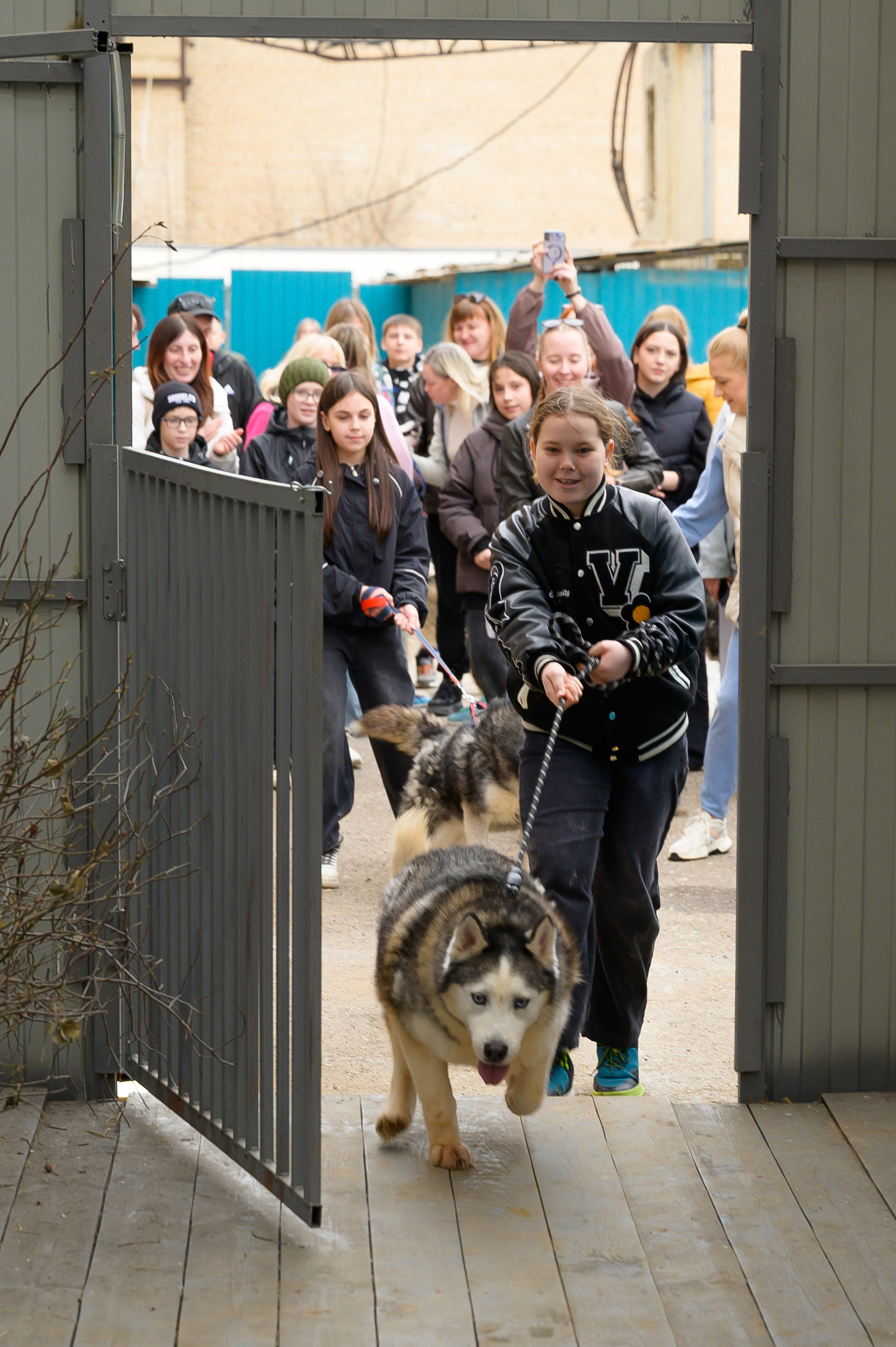 Открытие приюта для собак породы Хаски «Хаски дом»