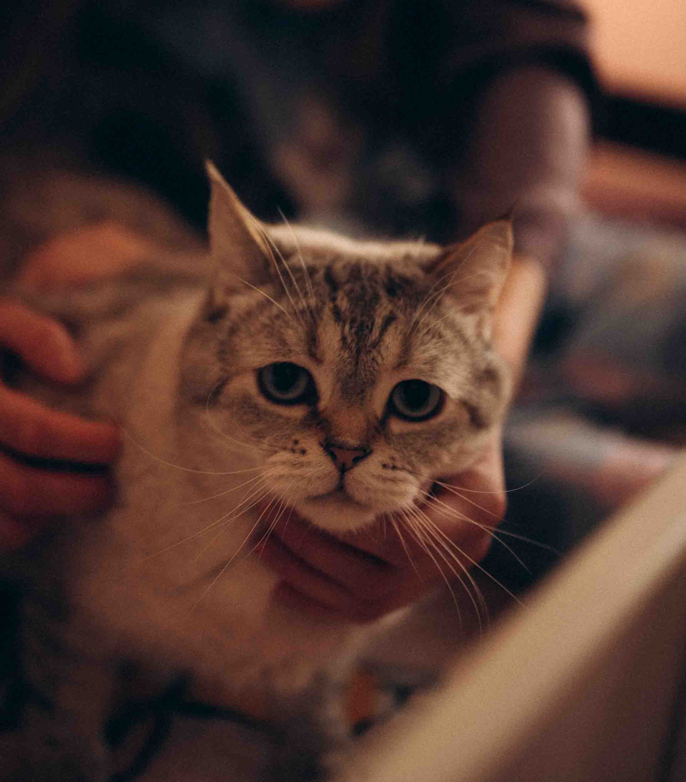 Семьи. Фотограф Исламова Лилия, Смоленск