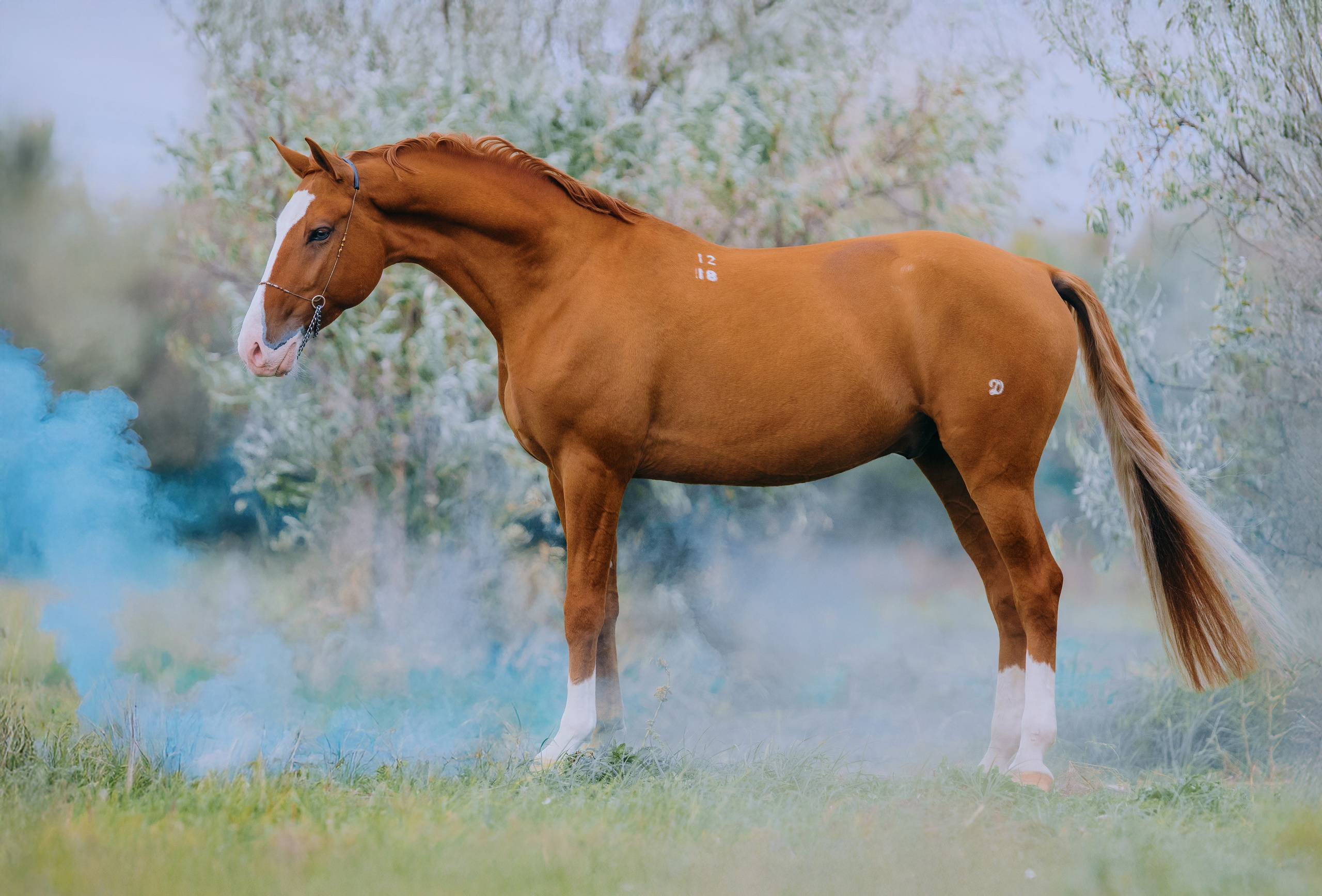 Разное. Фотограф-анималист Ксендзова Кристина