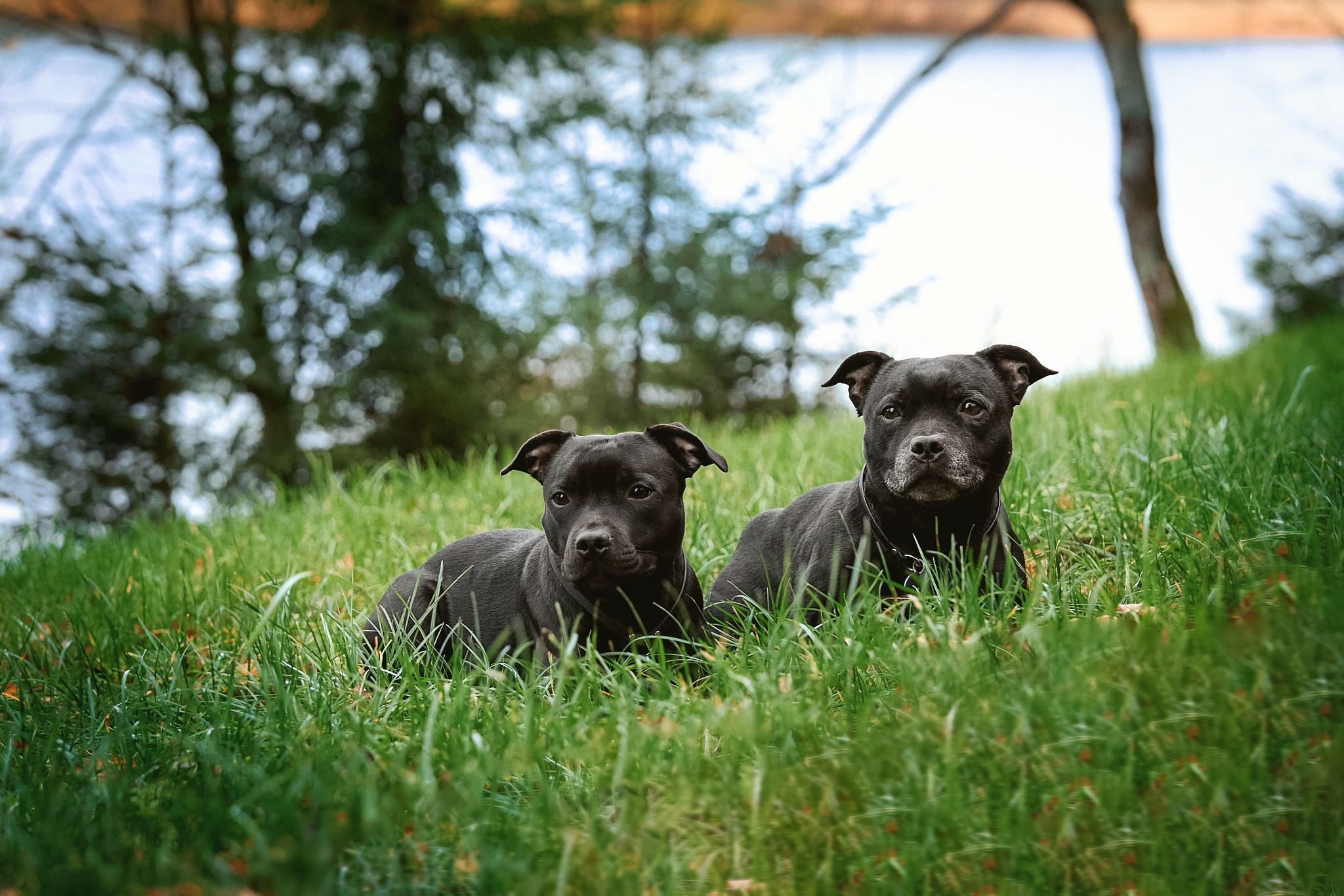 Стаффордширские бультерьеры — Тара, Кали и Лени. Главная