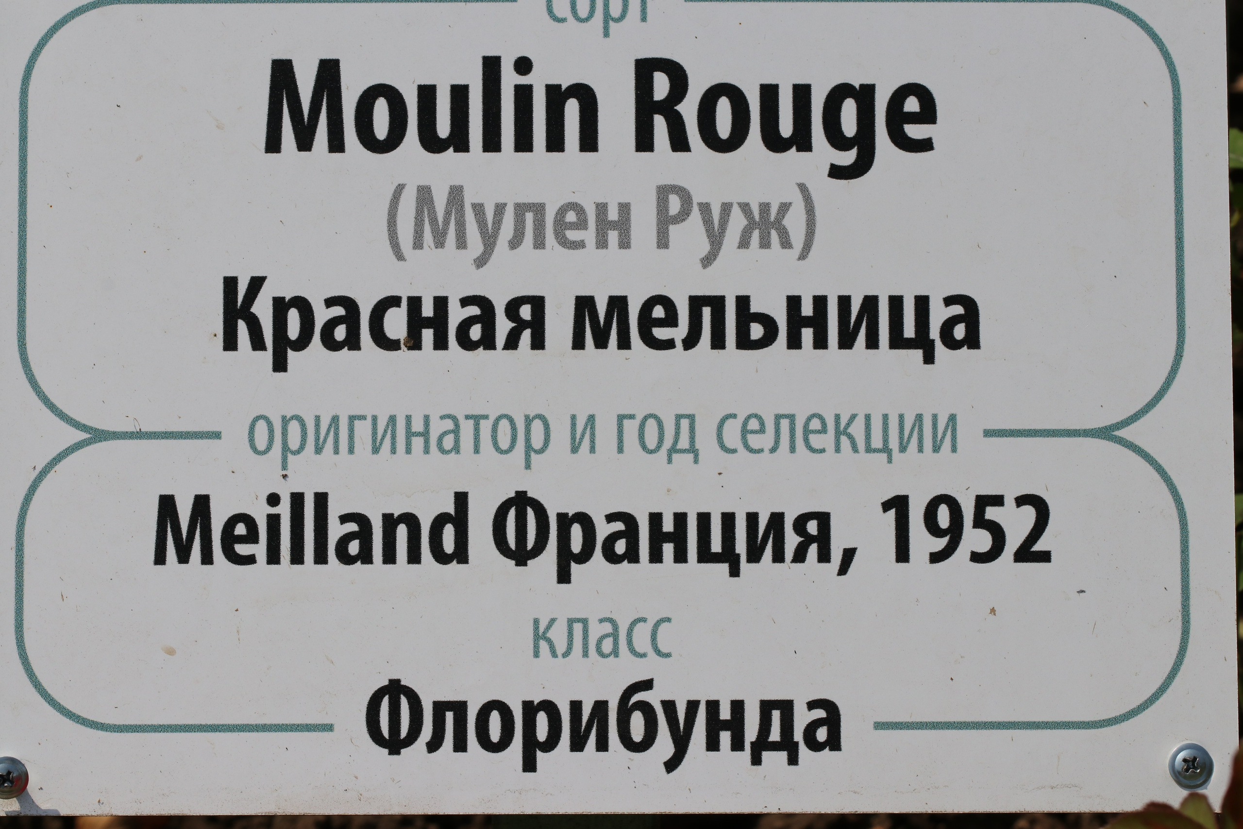 Долина роз в Кисловодске. Фото-художник и Репортажный фотограф Николаев Александр Алексеевич