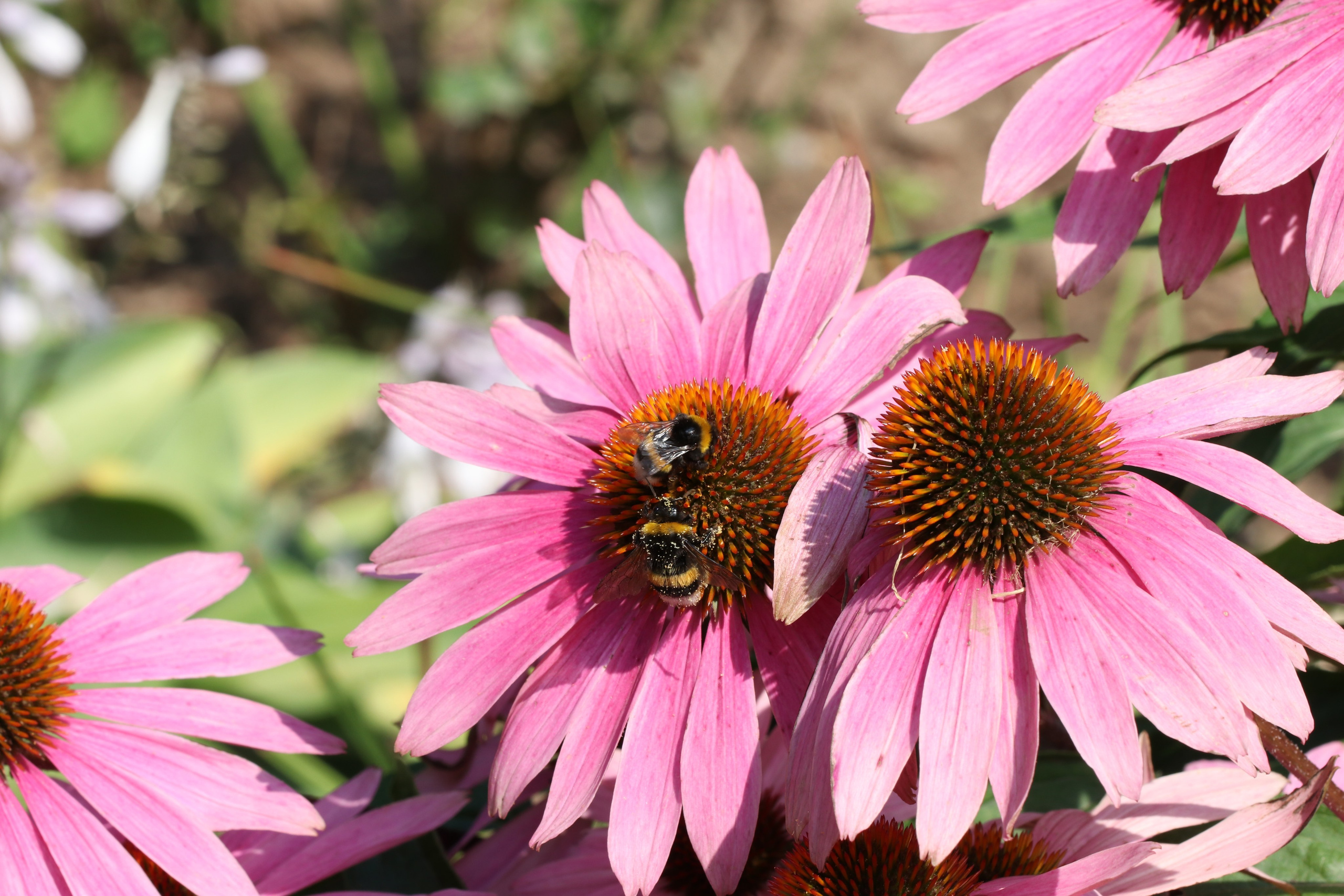 Эхинацея из Кисловодска. Фото-художник и Репортажный фотограф Николаев Александр Алексеевич