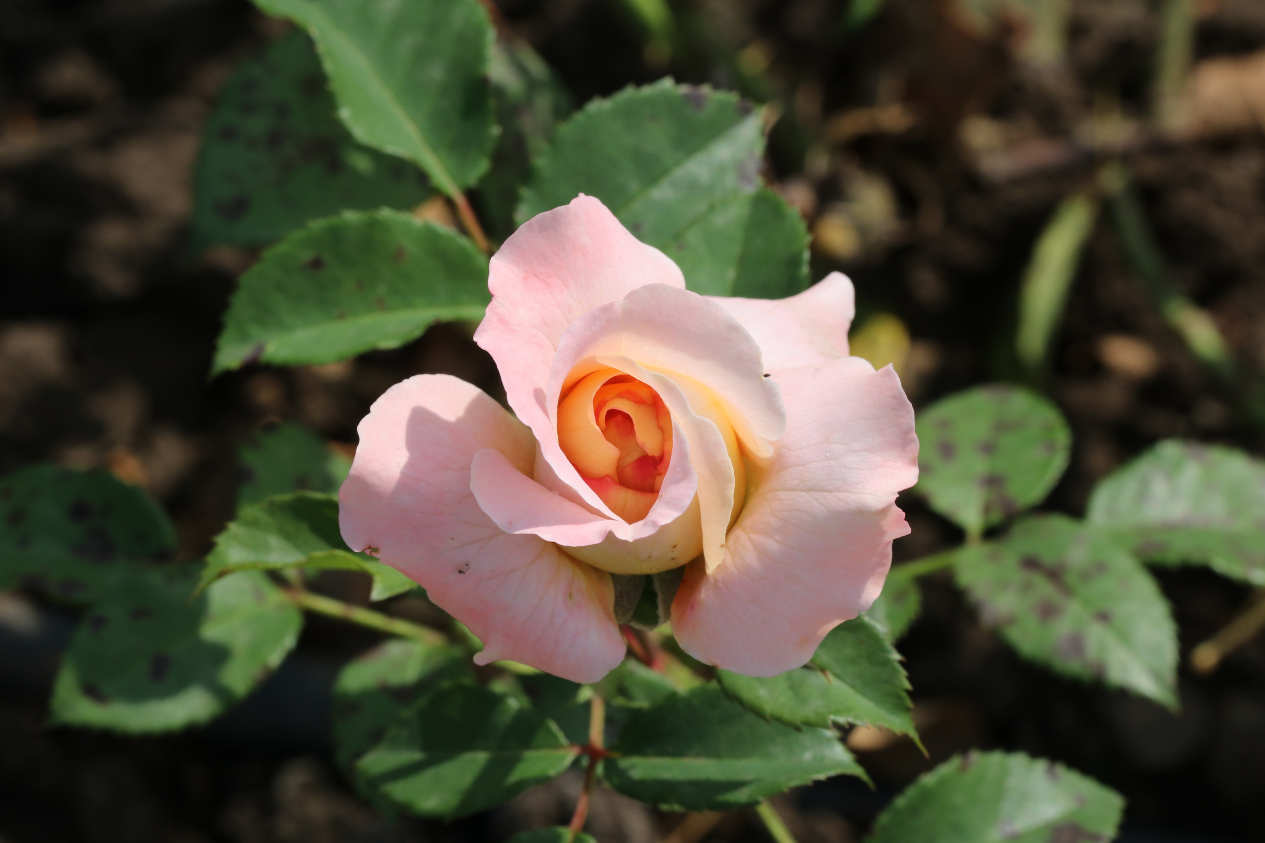 Долина роз в Кисловодске. Фото-художник и Репортажный фотограф Николаев Александр Алексеевич