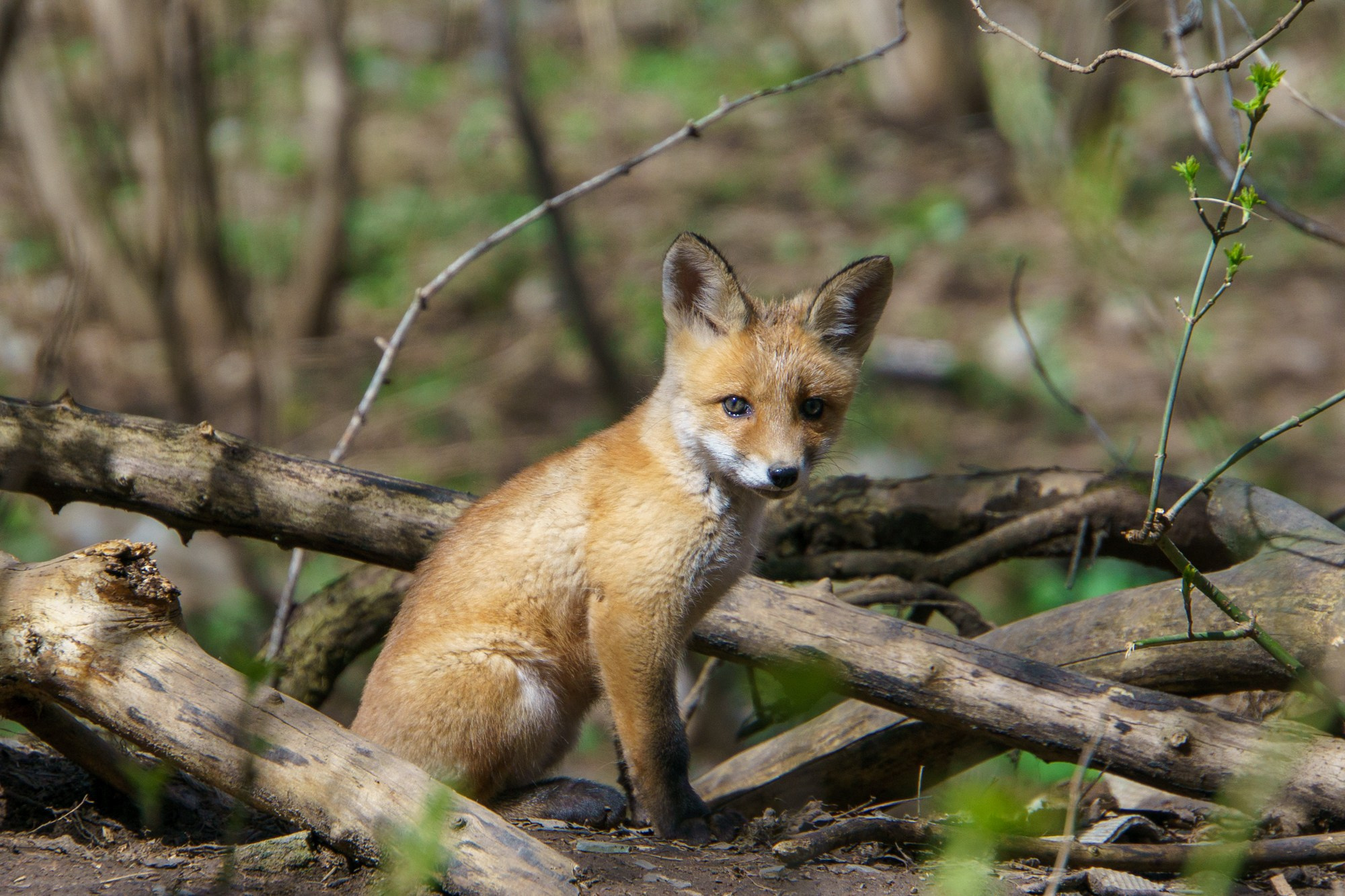 Животные. Ваш личный фотограф Марина Волкова
