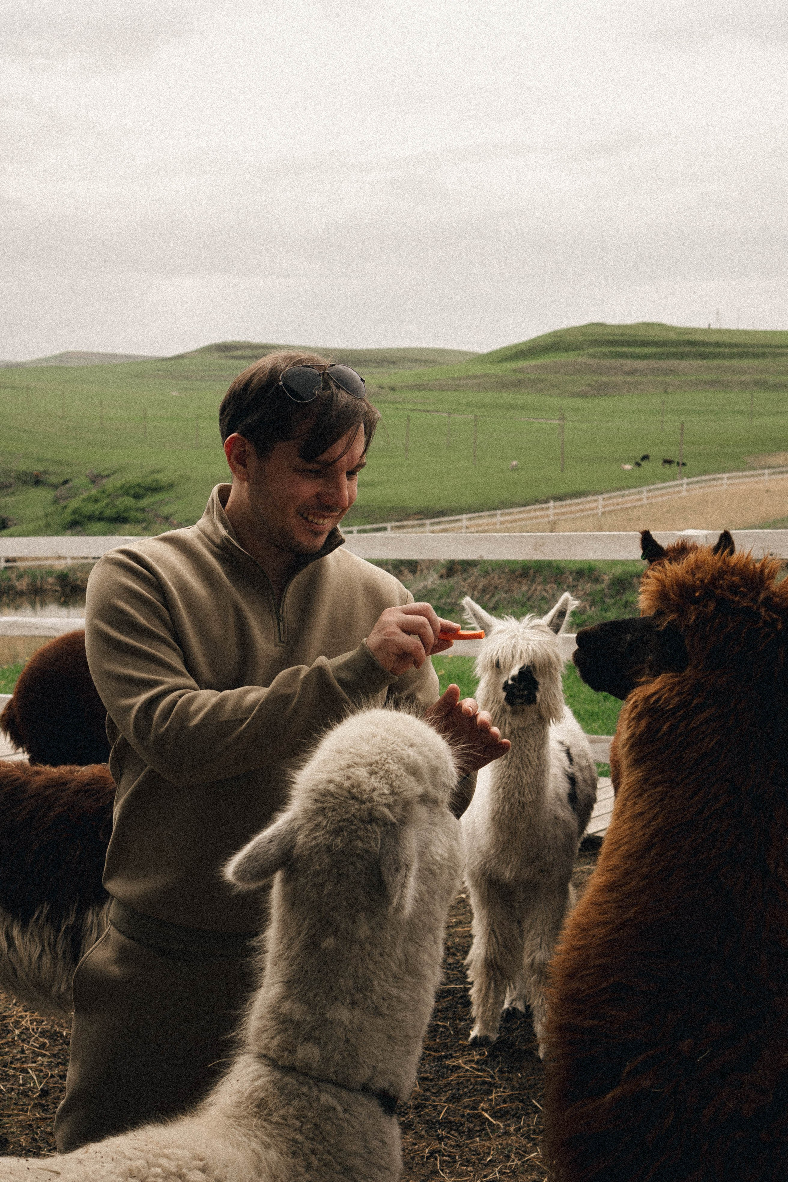 Ферма Альпак. Профессиональный фотограф, Санкт-Петербург — Виктория Богомолова