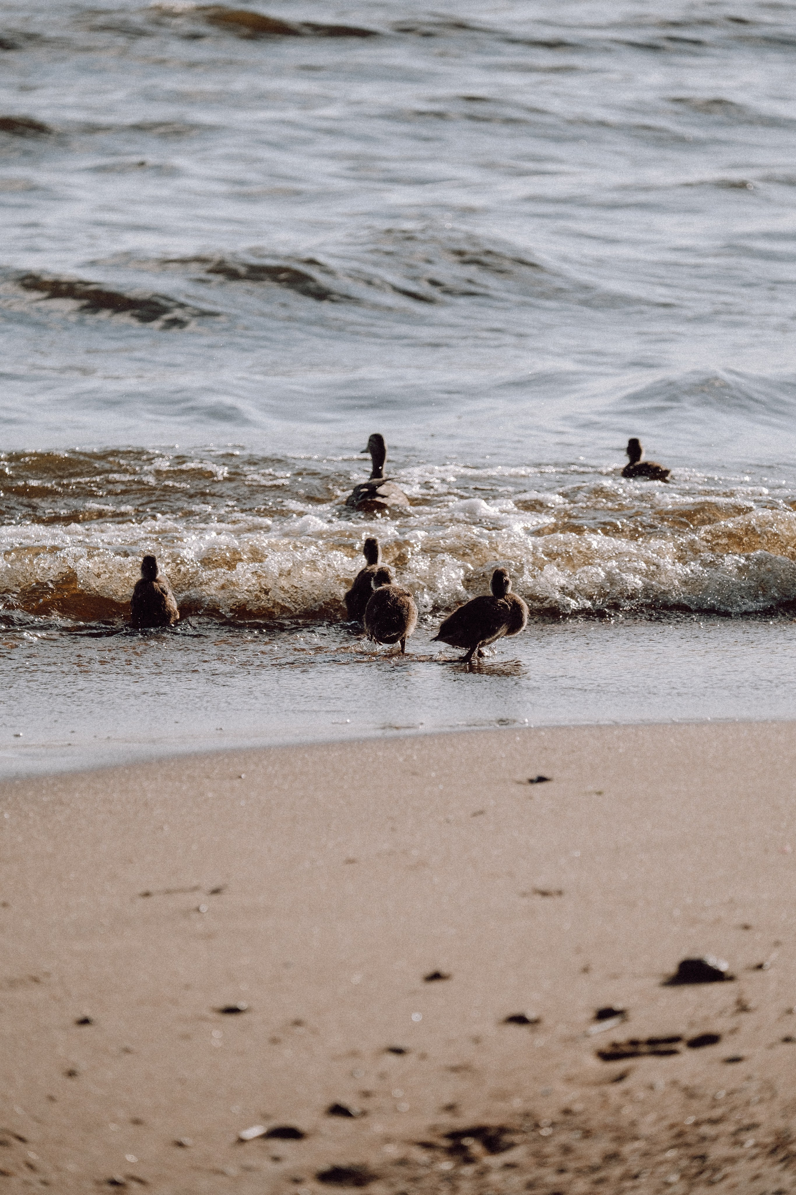 ПРОГУЛКА НА БЕРЕГУ ФИНСКОГО ЗАЛИВА. Профессиональный фотограф, Санкт-Петербург — Виктория Богомолова