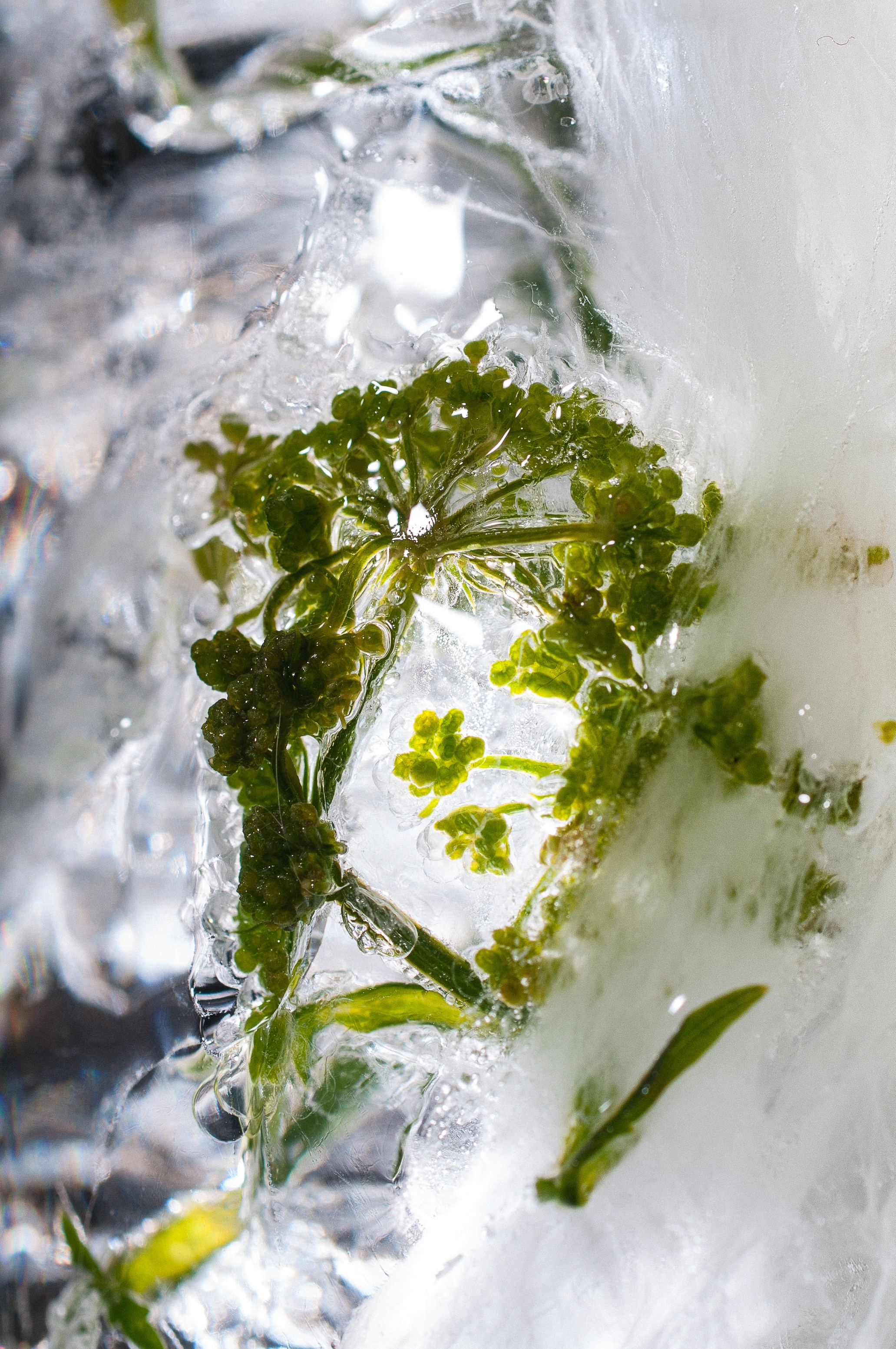 FFF — Frozen Fairy Flower. Фотограф в Санкт-Петербурге Анна Гончар