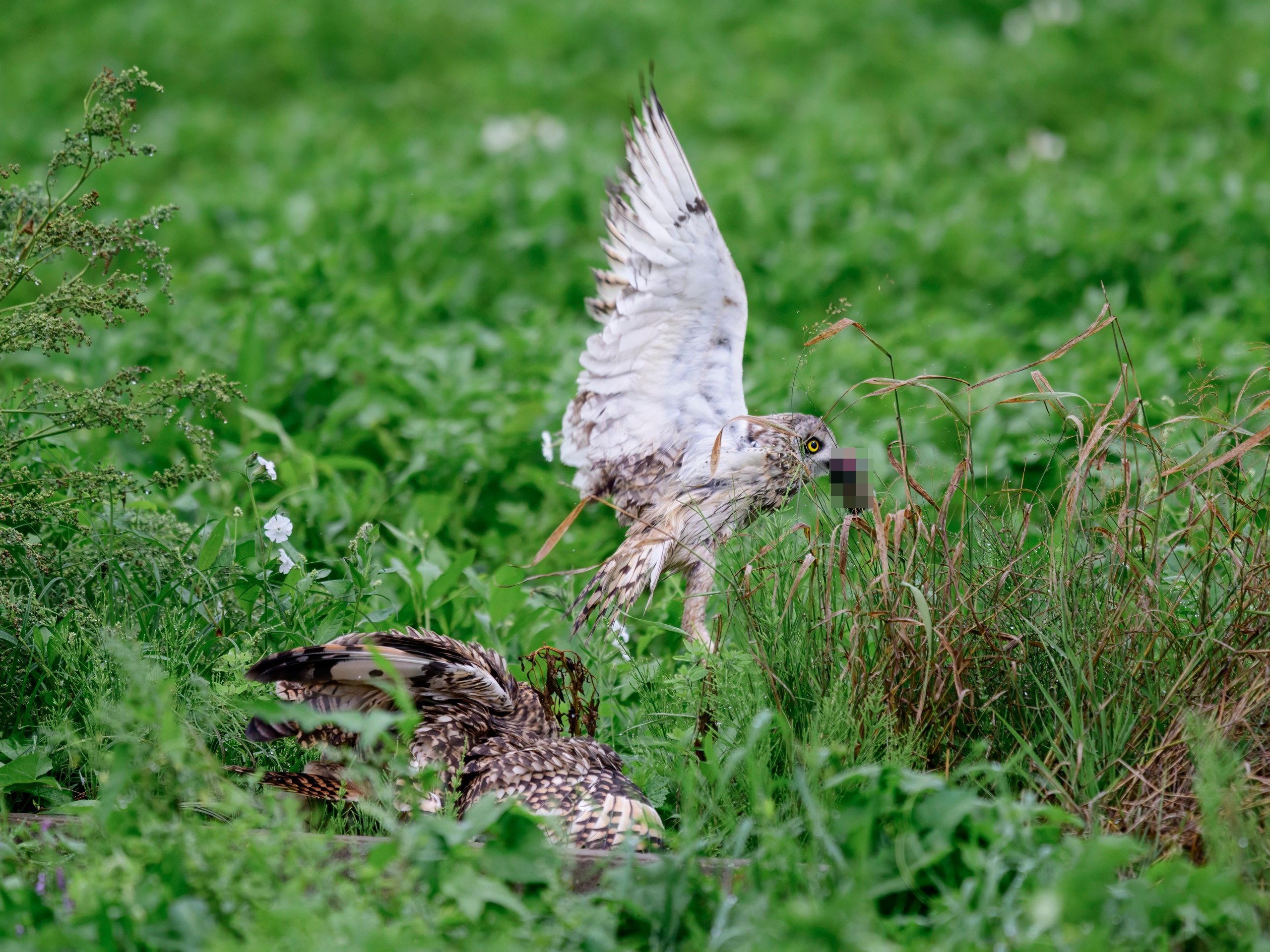 Совята не поделили завтрак. The owls didn't share their breakfast. Wildlife photography by Sergey Puponin