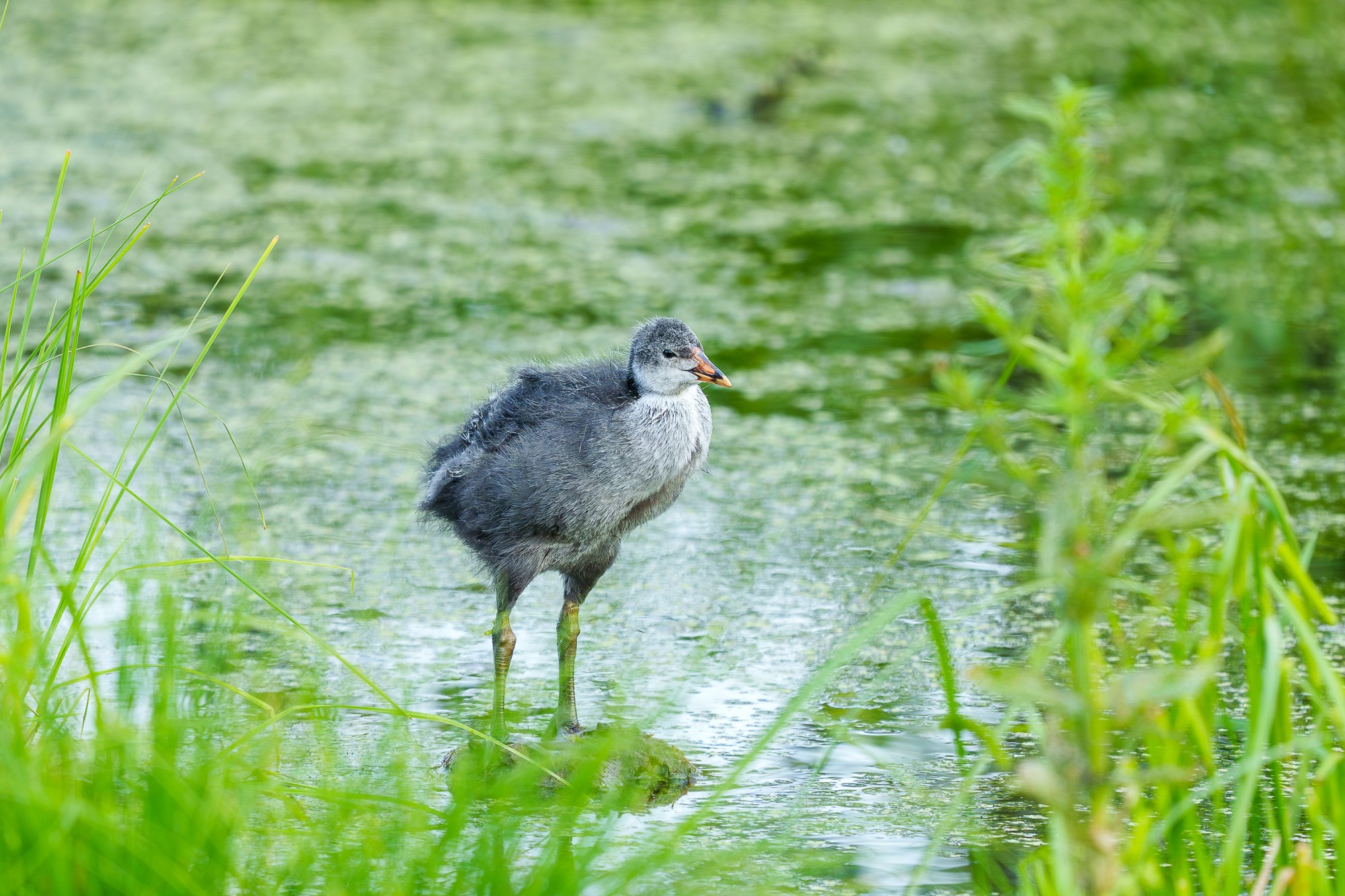 Удивительные мир птиц. Вокруг нас столько прекрасного — присмотритесь!. Ваш личный фотограф Марина Волкова