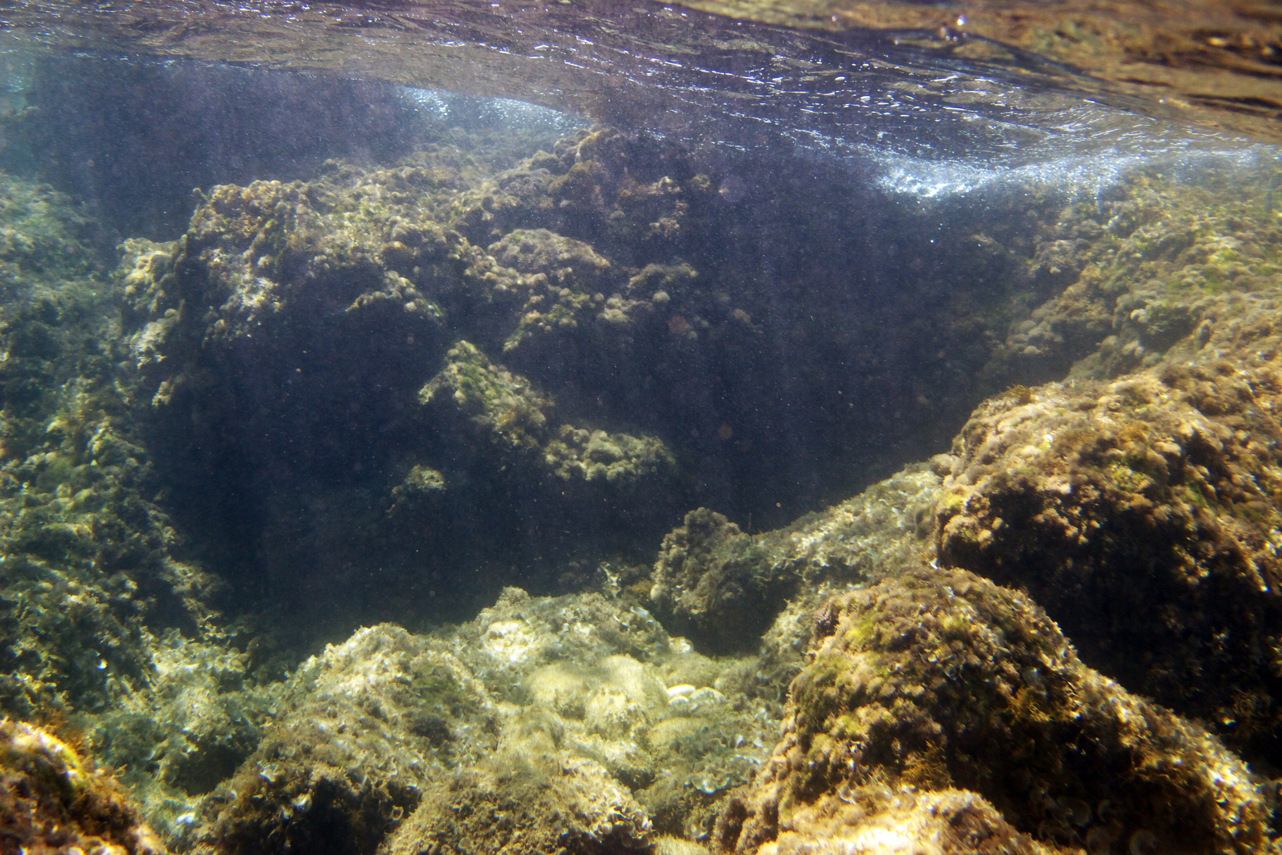 Под водой. Миша Печёнкин | фотография