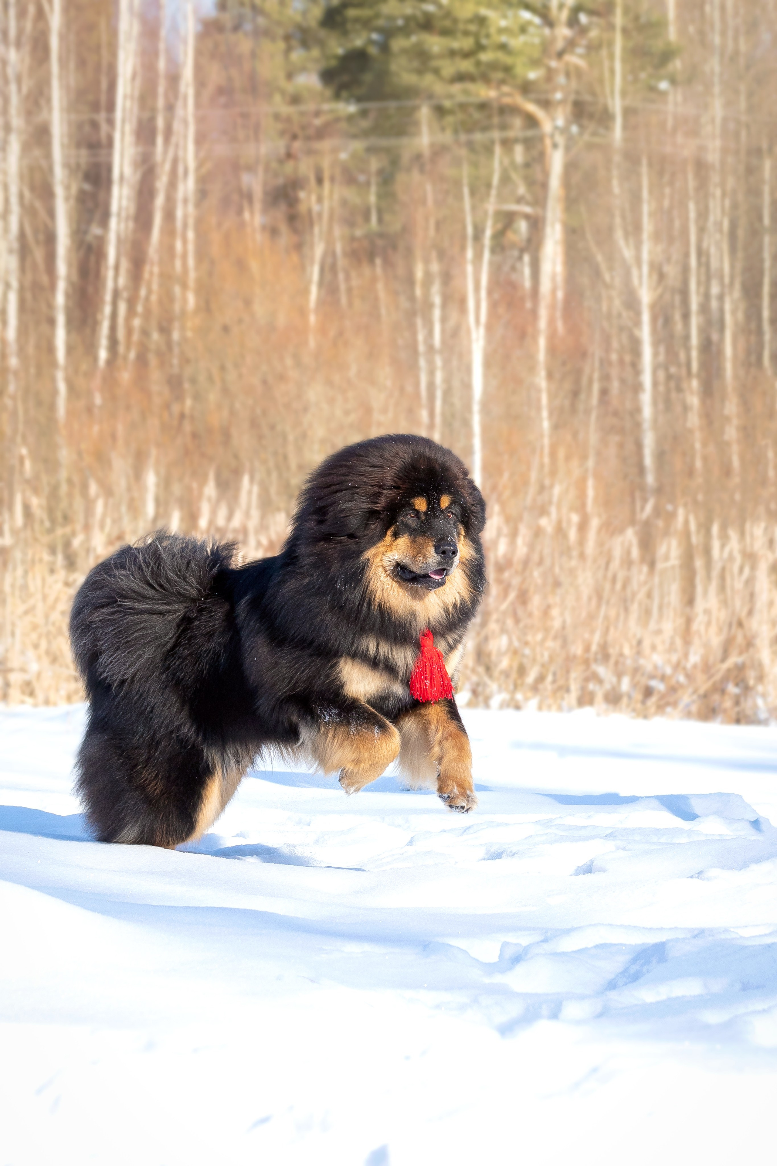 Самбу. Юлия Микульская. Рыбинск