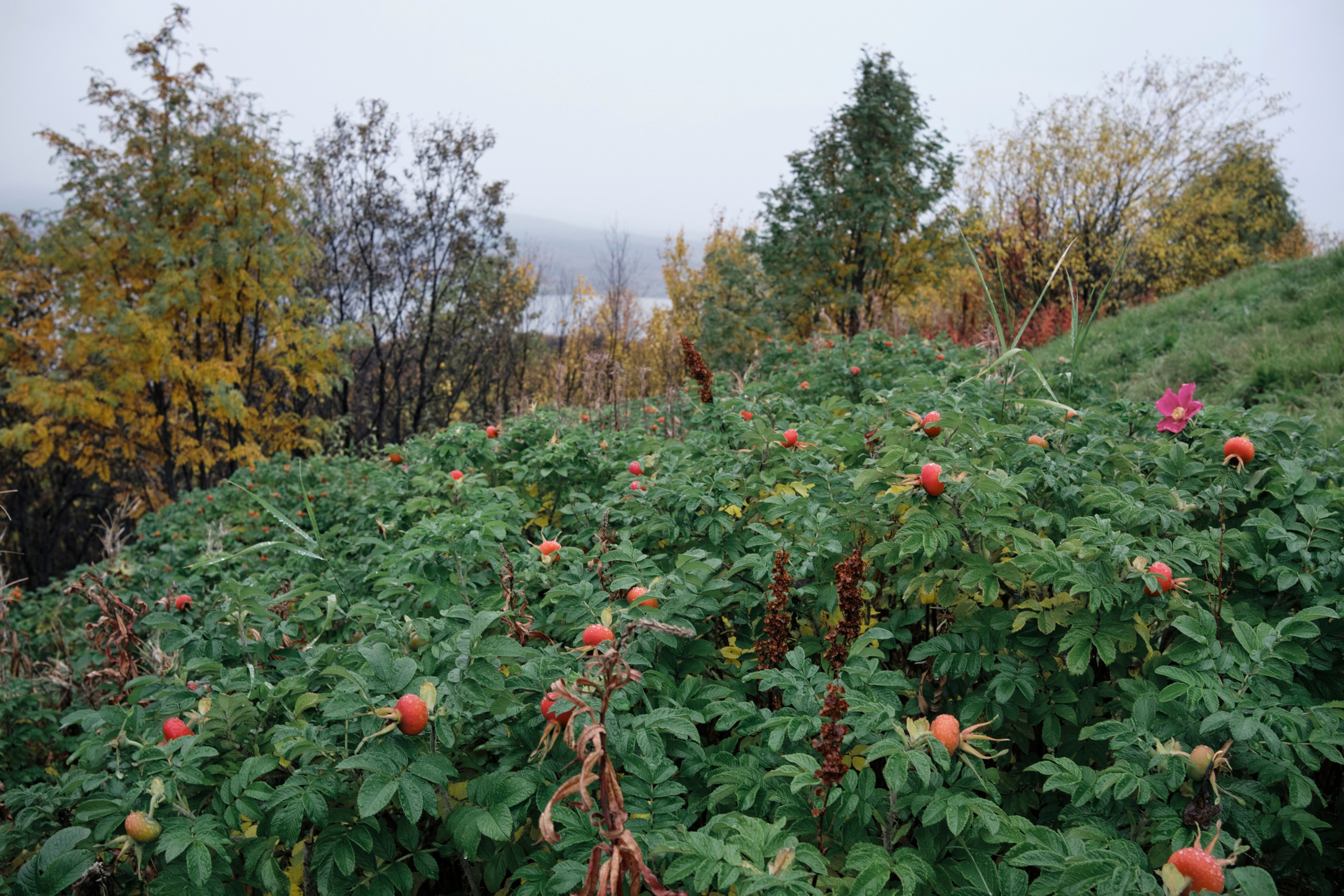Поездка в Мурманск. Заметки и фото. Елена Павленко. Фотограф. Москва