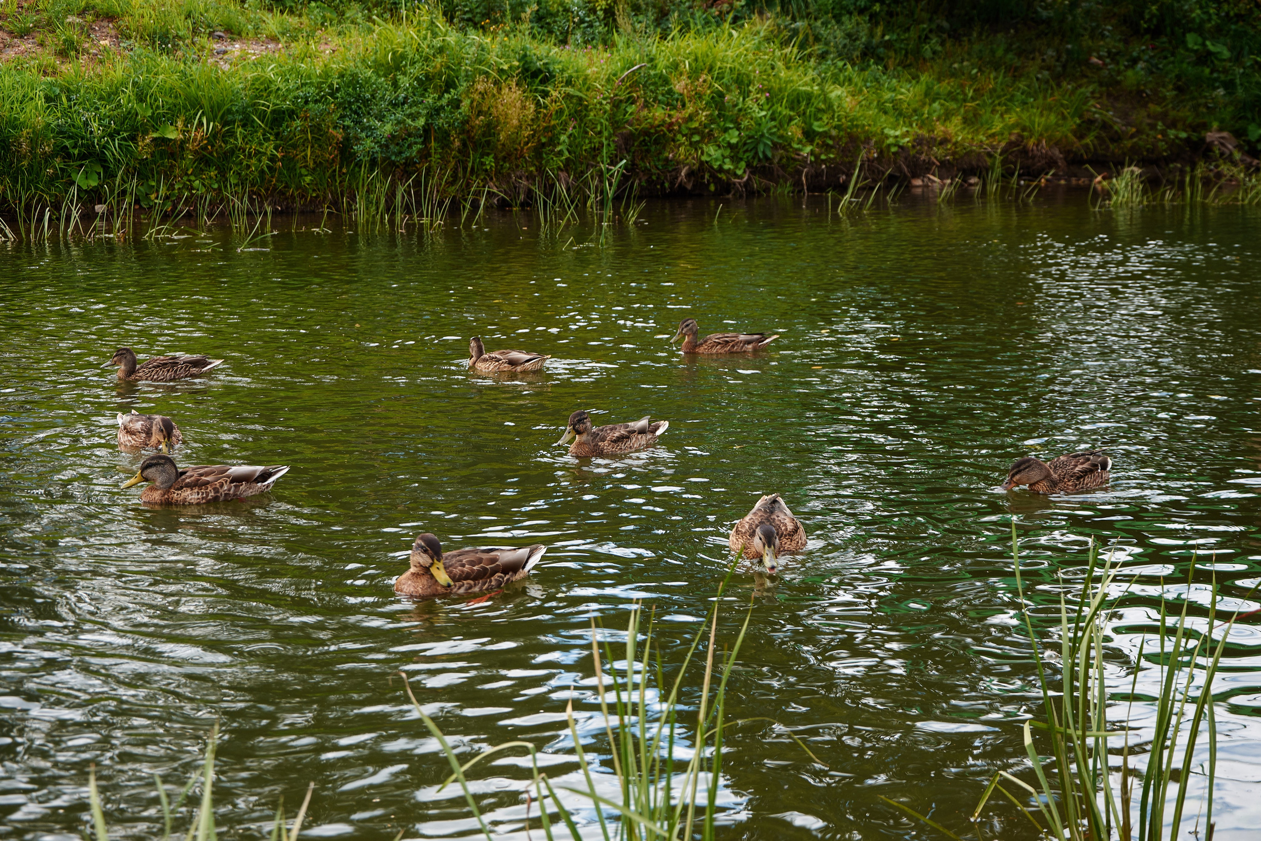 Нерехта — музей под открытым небом. Ольга Чёкотова (Фотограф Кострома)