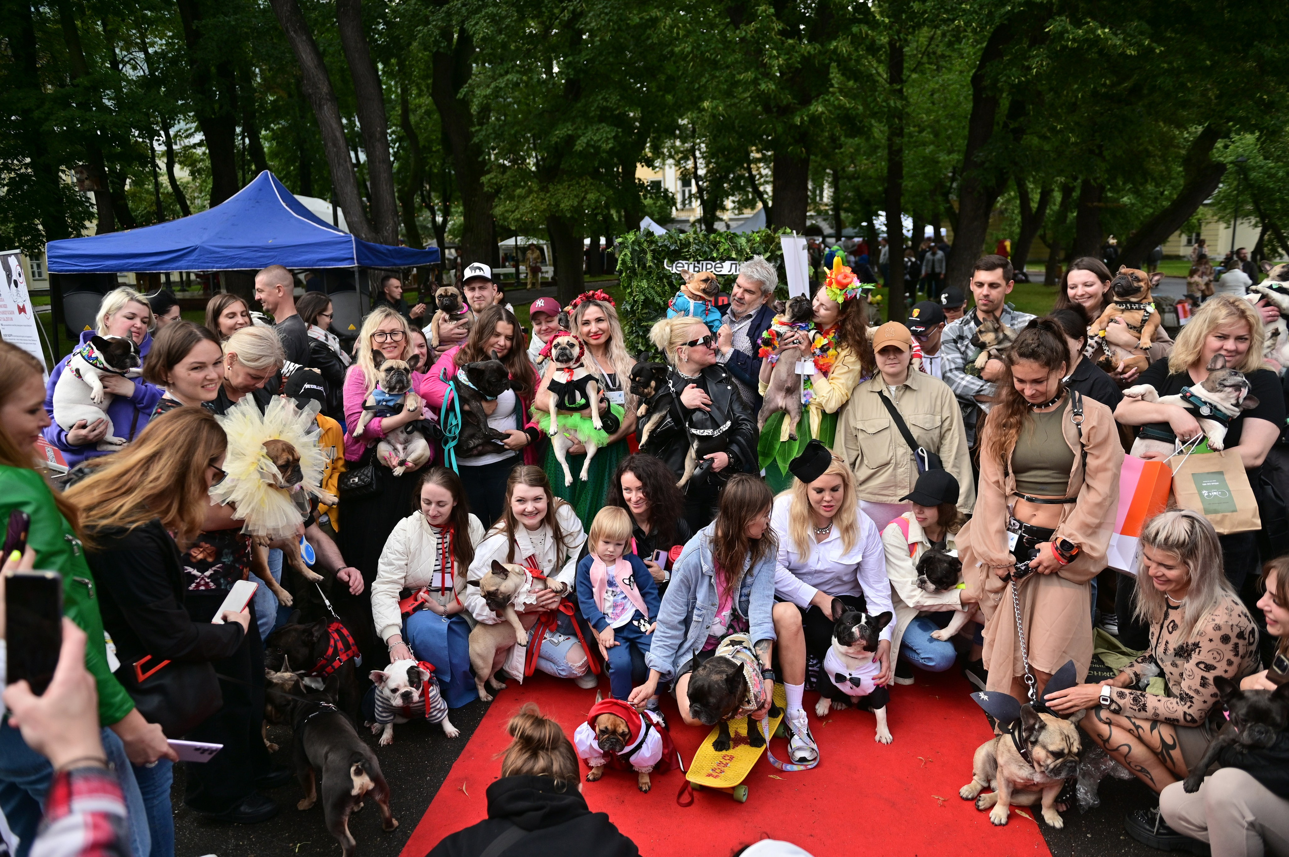Парад французский бульдогов. Анна Пушина, фотограф, Москва, Королев, Пушкино