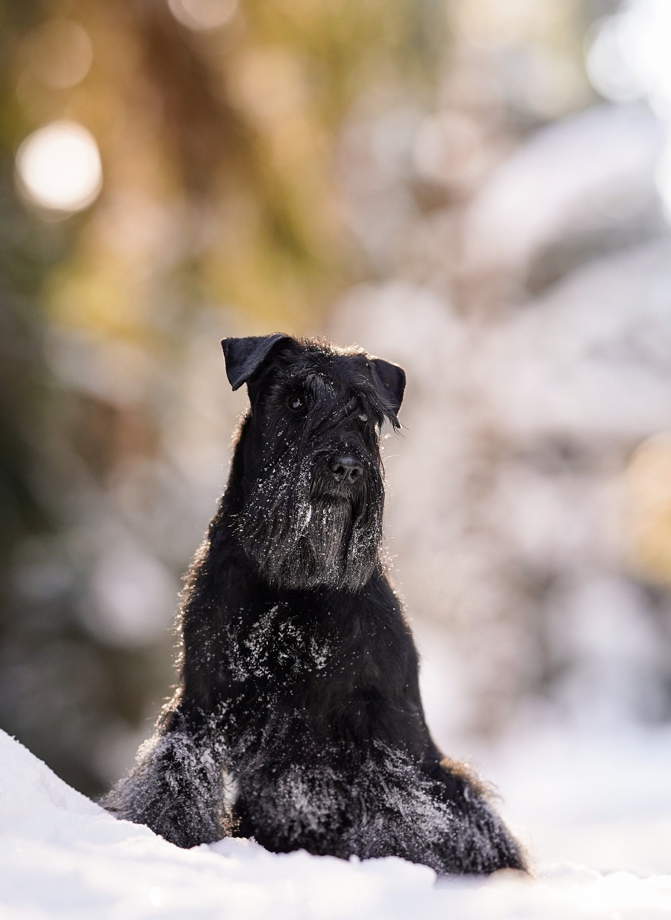 Настя Энзо и Мия. Фотограф-анималист в Санкт-Петербурге Яна Мартынова
