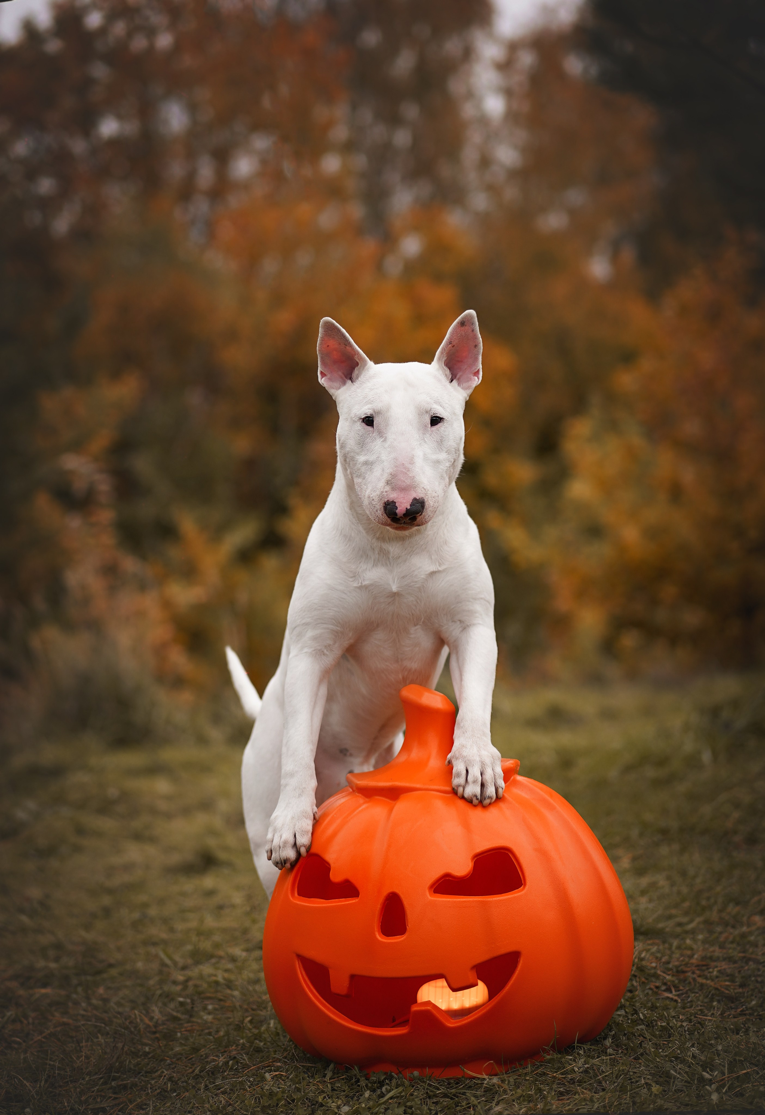 Настя Рома и Сахар Хелоуин. Фотограф-анималист в Санкт-Петербурге Яна Мартынова