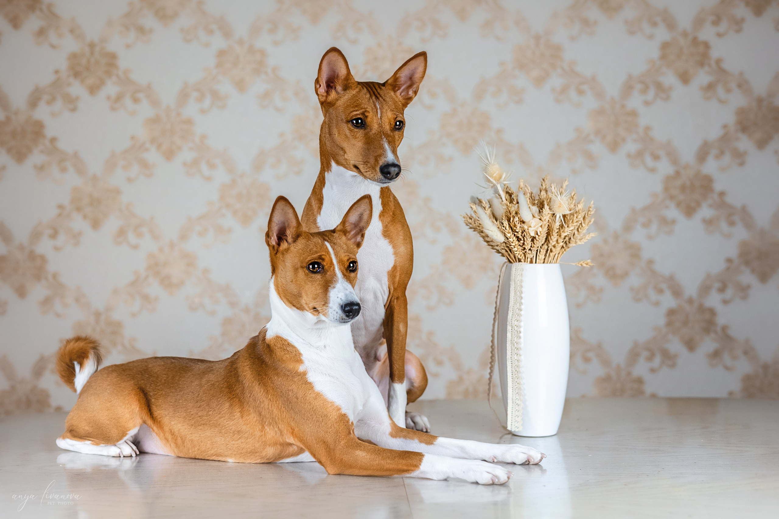 Одри и Ника. Фотограф анималист Аня Ливанова | Рыбинск