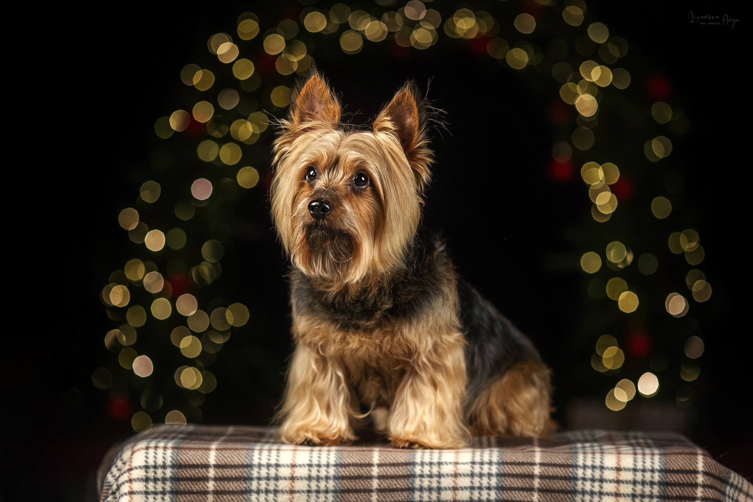 Фотодень_1 2025. Фотограф анималист Аня Ливанова | Рыбинск