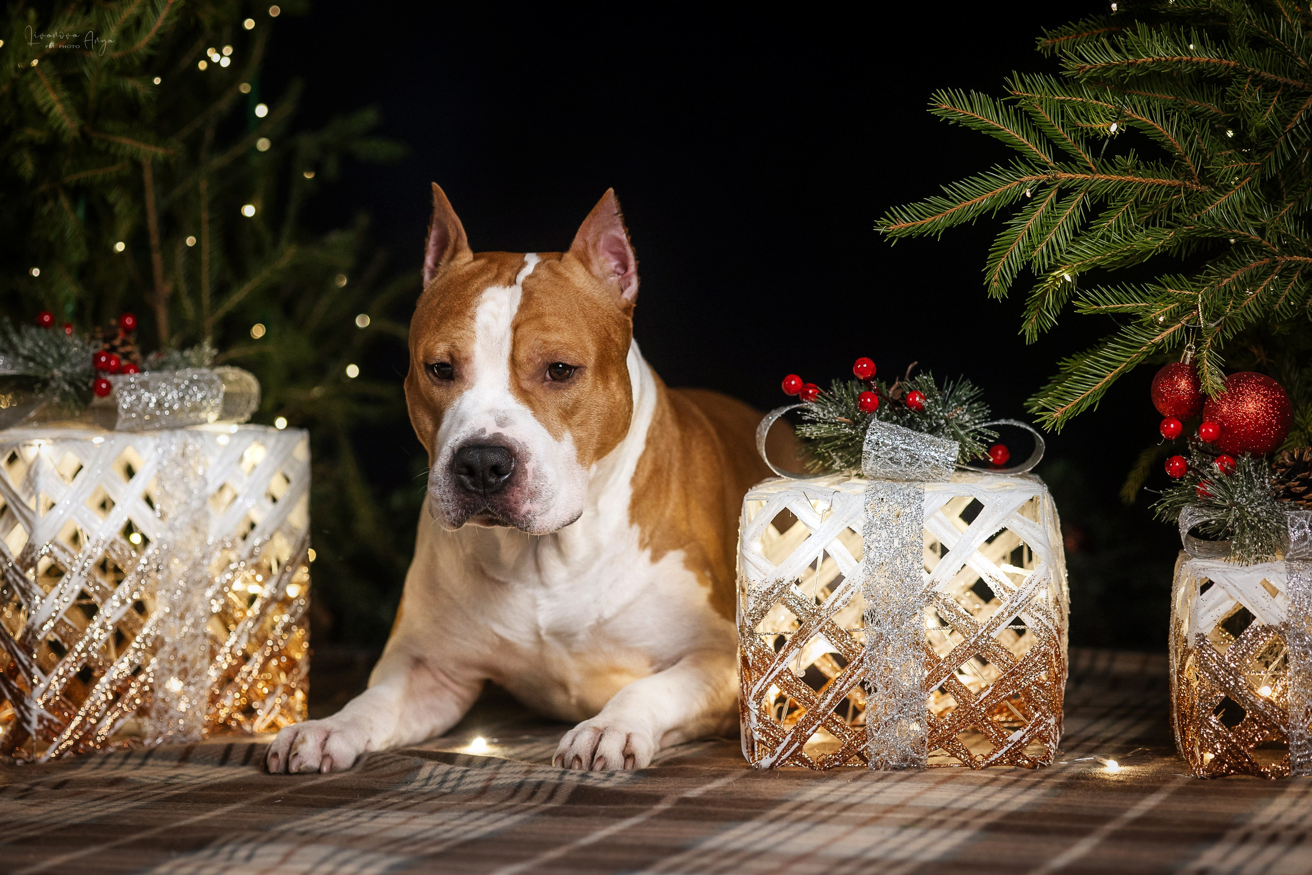 Фотодень_3 2025. Фотограф анималист Аня Ливанова | Рыбинск