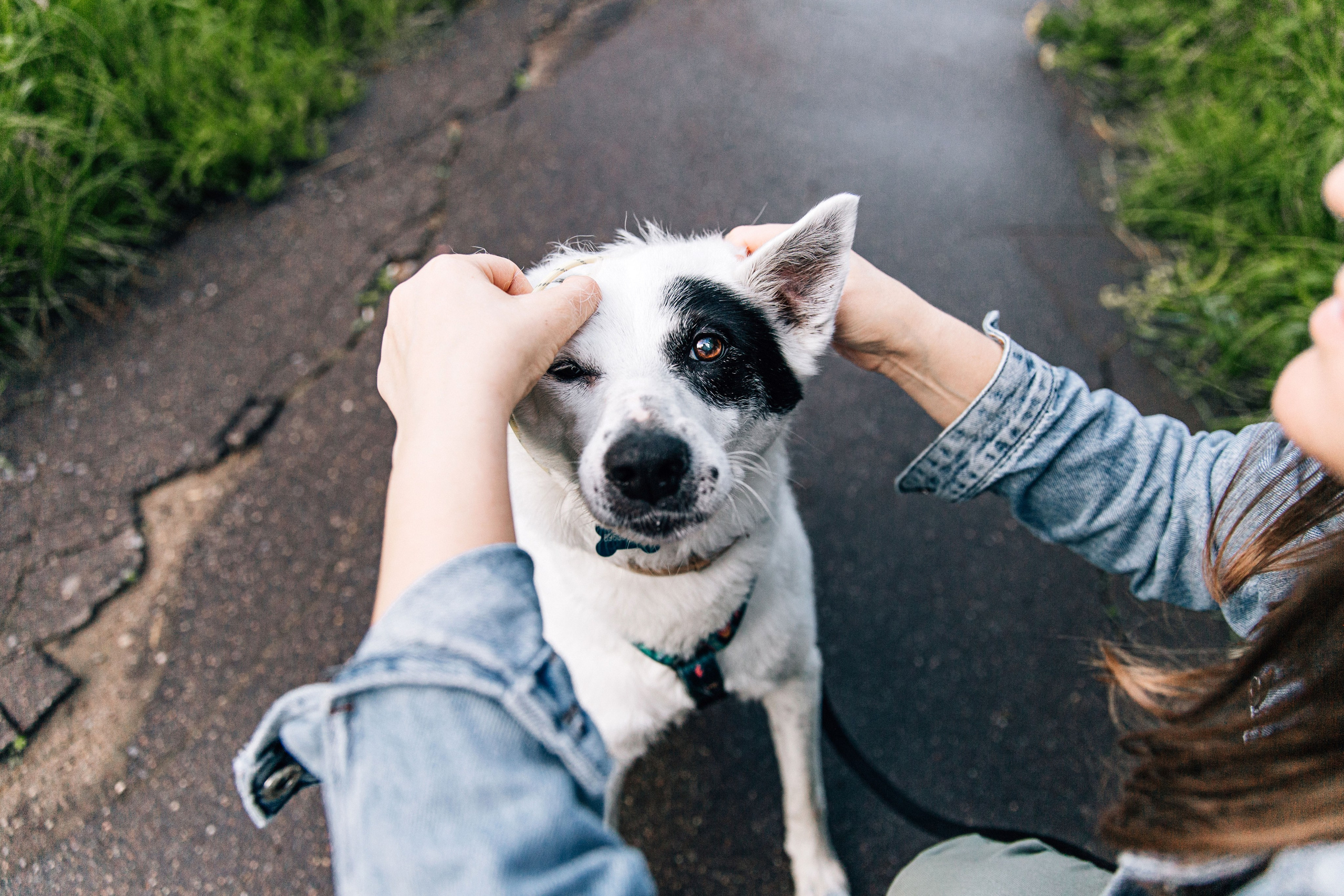 Саша и Белла. Фотограф-анималист в Москве Соломонова Варвара