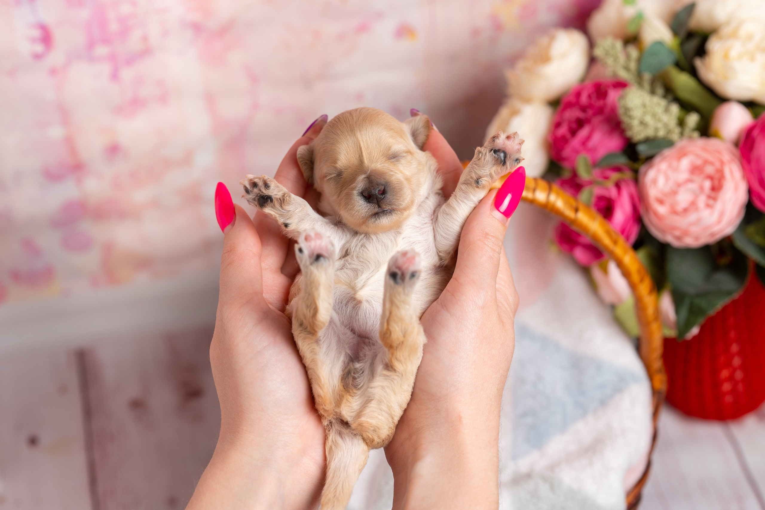 Съемка животных. Фуд, предметный и фотограф анималист в Нижнем Новгороде Иванов Максим