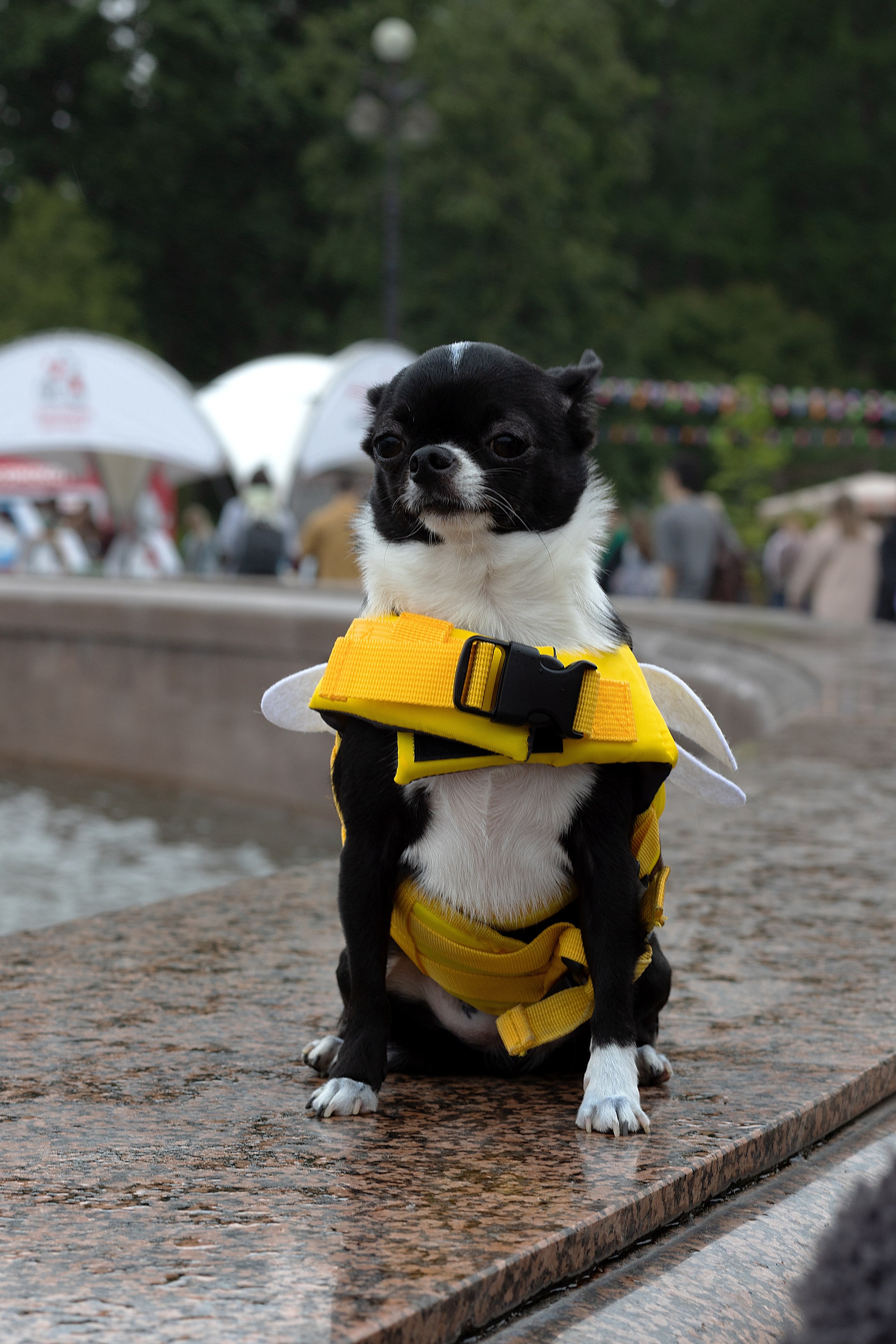 Анималистика