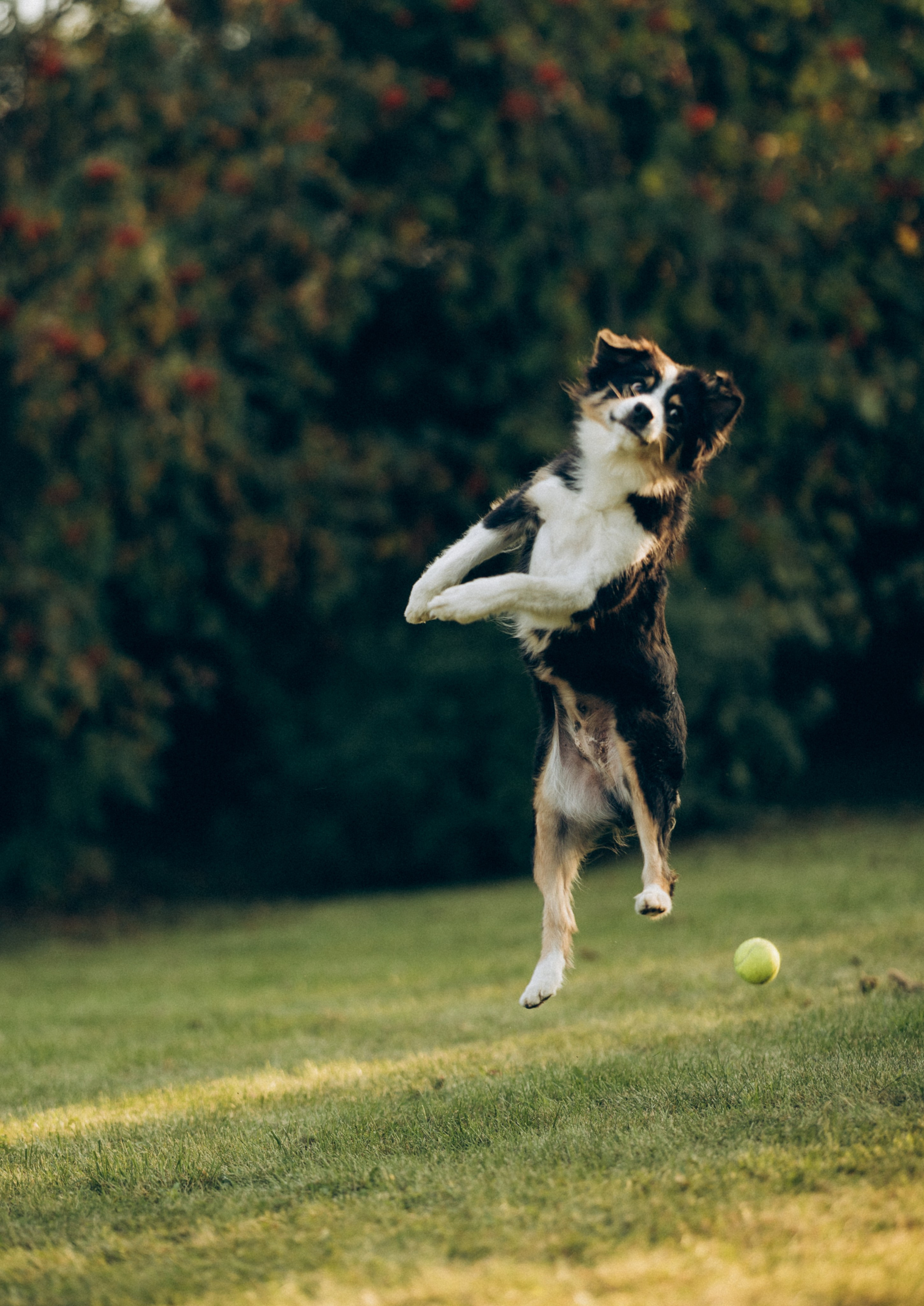 Катя и ее стая. Татьяна Афонина | Фотограф